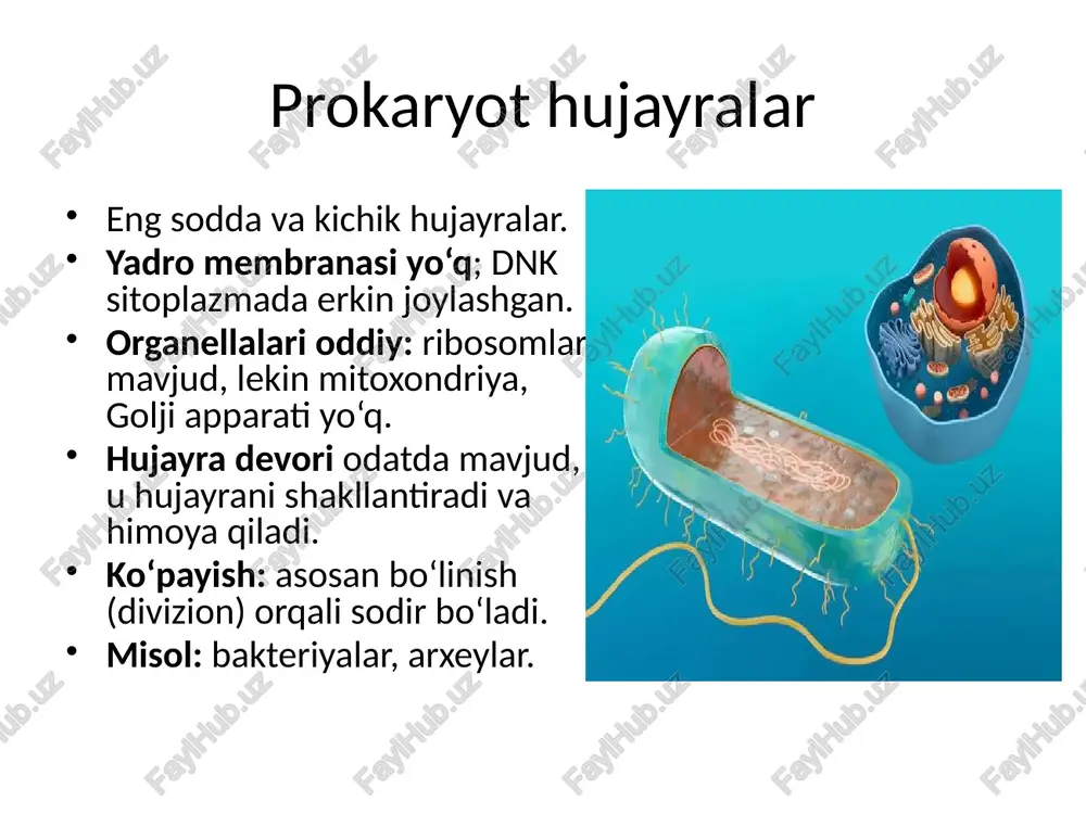 otning hujayrasiz shakllari ya’ni, yangi fan sohasi — virusologiyani (viruslarni o‘rganuvchi) ochib berdi. f. de errel viruslar inson hayotiga katta xavf soladi .ular bir necha yuqumli kasalliklar (gripp, quturish, sariq kasalligi, ensefalit, qizilcha va boshqalar)ningqo‘zg‘atuvchilari hisoblanadi. viruslar faqat hujayralarda yashaydi. ular hujayra ichi parazitlaridir. viruslar hujayradan tashqarida erkin va faol holatda uchramaydi, ko‘payish xususiyatiga ham ega emas hujayraviy tuzilishdagi organizmlarda dnk va rnk kabi nuklein kislotalar bo‘lib, viruslarda ularning faqat biri uchrashi mumkin. shunga ko‘ra viruslar dnk yoki rnk saqlovchi guruhlarga ajratiladi. viruslarning hujayra bilan o‘zaro ta’siri. hujayra oralig‘i muhitidagi suyuqlikdan hosil bo‘lgan pinotsitoz vakuolalar orqali tasodifan hujayra ichiga virus kirishi mumkin. ammo odatda hujayraga virusning kirishidan avval hujayra sirtidagi maxsus oqsil-retseptor bilan bog‘lanish sodir bo‘ladi. ushbu bog‘lanish virus yuzasida maxsus oqsillar orqali amalga oshiriladi. ular hujayra sirtidagi sezgir ma’lum retseptorni «tanib olish» xususiyatiga ega. virus bilan bog‘langan hujayraning qismi sitoplazmaga birlashib, vakuolaga aylanadi. sitoplazmatik membranadan tashkil topgan vakuola qobig‘i …