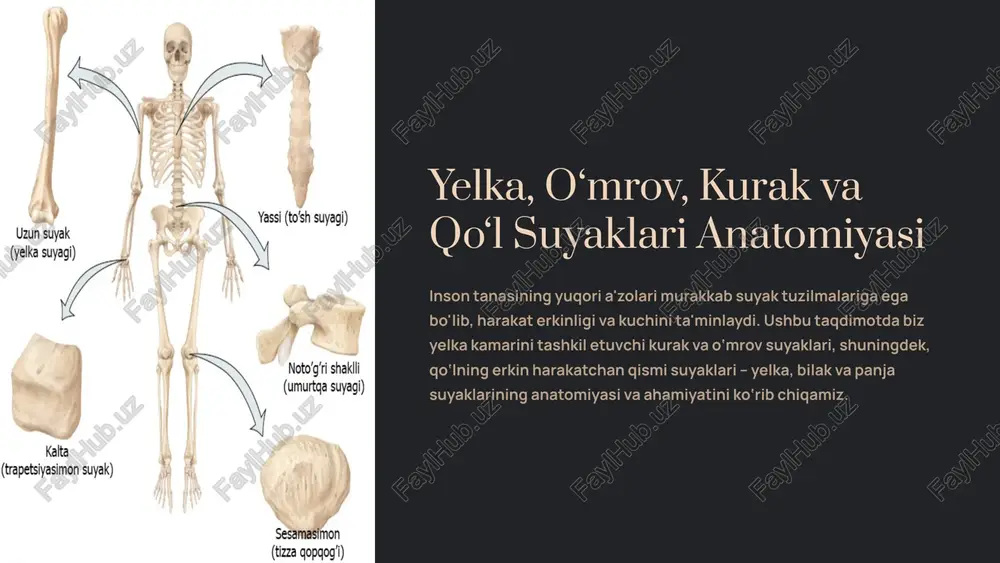 ydigan yagona suyakdir. u ikki asosiy uchga ega: extremitas sternalis: to‘sh suyagi (sternum) bilan birikib, sternoklavikulyar bo‘g‘imni hosil qiladi. extremitas acromialis: kurak suyagining akromion qismi bilan birikib, akromioklavikulyar bo‘g‘imni tashkil etadi. har bir uchida mos ravishda facies articularis sternalis va facies articularis acromialis bo‘g‘im yuzalari mavjud bo'lib, ular barqaror birikishni ta'minlaydi. o‘mrov suyagi qo‘lning erkin harakatlanishiga imkon beruvchi muhim tayanch nuqtasidir. 6 uchun suyaklar markaziy qo'l uchburchak pichoqni va umrov suyagi - inson skelet, tananing boshqa qismlari bilan bog'liq edi bog'langan suyaklari iborat, maxsus bo'lim bor. uning tanasida o'mrov, shu jumladan, elka belbog'ingizdagi, bir qismi sifatida, allaqachon umurtqali hayvonlarning, vakillari beri superclass baliqlar. bu juda yaxshi o'lja yoki harakat brachiation yo'l (masalan, gibbons) ochko'z jarayonida o'z forelimbs foydalanish, sutemizuvchi ishlab chiqilgan. umrov suyagi va bu erda, yanada o'ylab ko'ring tananing bir qismi. bir belkurak, bo'g'imlarga ligaments temir bu joylarning kuchi - u lotin harflar s shakliga ega, uning ichki sternum …
