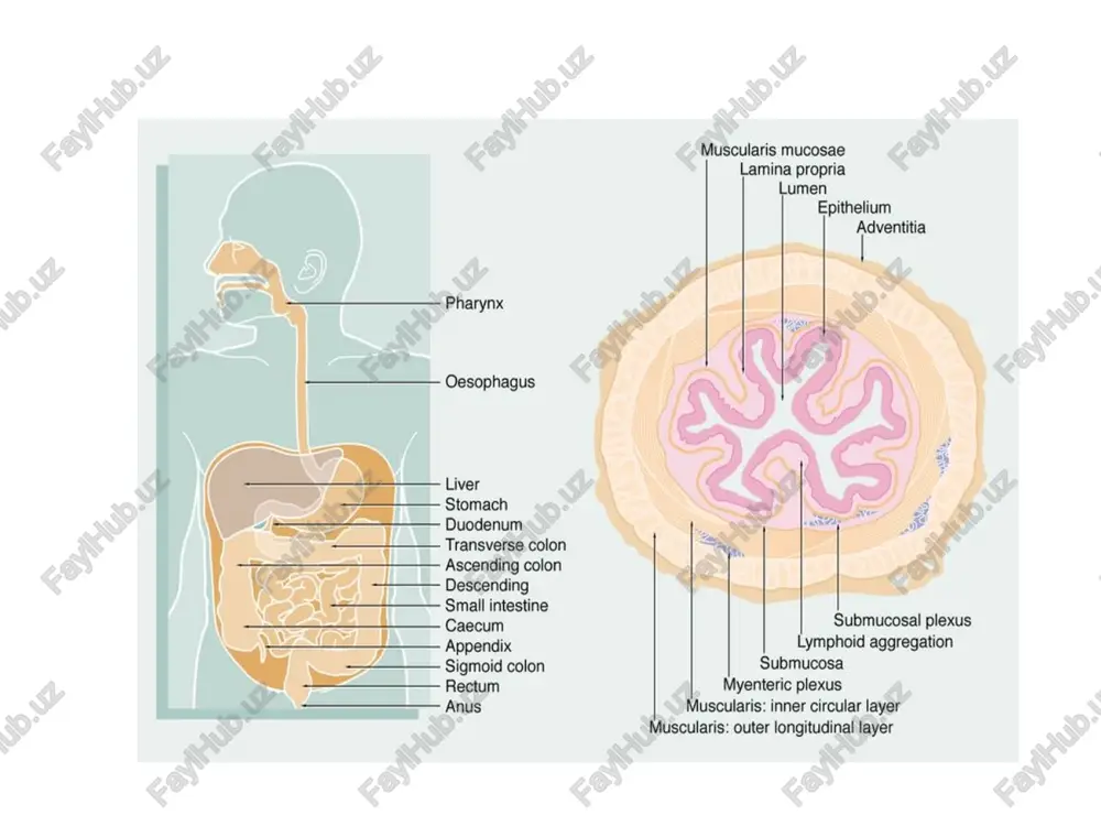 on qaynashi va epigastriya soxasida simillovchi og’riq bezovta qiladi, - og’riqlar tungi va mavsumiy bo’lmaydi - ich buzilishi, aksariyat, qabziyat bilan ifodalanadi. surunkali kimyoviy gastrit taomni iste'mol qilgandan so’ng epigastriya soxasida og’riq bezovta qiladi, qusishdan keyin ahvolini yahshlanishi ishtaxa pasayishi, osish. diagnostika bemorning umumiy xolati deyarli o’zgarmaydi. ko’zdan kechirishda va rentgenda antral gastritning boshlang’ich davrida shilliq parda qati (burmalari)ning notekis qalinlashganligi, qiyshiq yoki ko’ndalang joylashishi aniqlanadi. gastroskopiyada ba'zan eroziya, petexiyali qontalashlar aniqlanadi. rentgen tashxis aniqlashda endoskopik va gistologik tekshirishlar hal qiluvchi axamiyatga ega, hp borligi yoki yo’qligiga qarab surunkali gastritning turi, joylanishi va faolligi aniqlanadi. kechishi odatda uzoq vaqt davom etadi, xastalik zo’rayishi remissiya bilan almashinib turadi. davosi. surunkali gastrit bilan og’rigan bemorlarni davolashda kasallik turini va og’irlik darajasini, klinik bosqichini, me'daning sekretor va motor-evakuator faoliyati xususiyatlarini e'tiborga olish lozim. bemor chekishga va alkogolga chek qo’yishi kerak. i.parxez taomlar ii. farmakoterapiya. noatrofik gastrit davosi: -antibakterial dorilar (hp eradikatsiyasi) - antixolinergik …