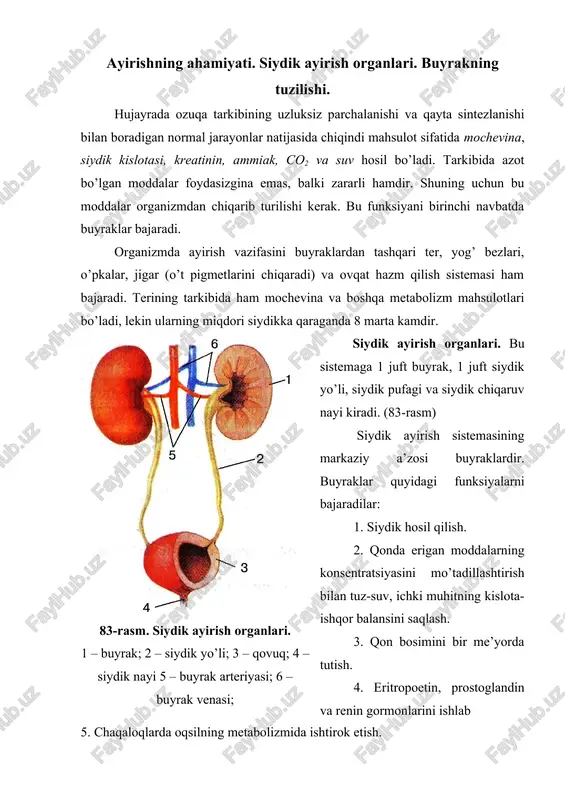 shqarishda ishtirok etish. buyraklarning tuzilishi. buyraklar juft a’zo bo’lib, qorin bo’shlig’ining orqa devorida, umurtqa pog’onasining ikki yonida i-ii bel umurtqalarining chegarasida joylashgan. buyraklarning shakli loviyasimon bo’lib, uning botiq tomonini buyrak darvozasi deyiladi (84-rasm). darvozaga buyrak arteriyasi kiradi va vena, limfa tomirlari va siydik yo’llari chiqadi. buyrak uzunasiga kesib ko’rilganda, unda po’stloq va mag’iz qismlarini farq qilish mumkin. po’stloq va mag’iz chegarasi tekis bo’lmay, po’stloq modda, mag’iz moddaga ustunchalar shaklida, mag’iz modda esa po’stloq moddaga nurlar shaklida kirib turadi. mag’iz modda 8-18 ta piramidasimon tuzilmalardan iborat. piramidalarning asosi po’st moddaga tegib turadi, uchi esa buyrak jomi tomon yo’nalgan bo’ladi. 84-rasm. buyrakning tuzilishi. 1 – vena; 2 – arteriya; 3 – nerv; 4 – buyrak jomi; 5 – kapsula; 6 – buyrak kosachalari; 7 – po’st modda; 8 – mag’iz modda; 9 – siydik yo’li. buyraklarning struktur funksional birligi nefron hisoblanadi. har bir buyrakda 1 mln dan – ikkala buyrakda 2 mln …