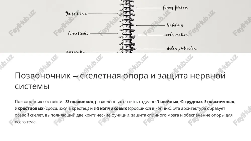 ya svyazkami i mishtsami tazovogo dna, obespechivaya stabilizatsiyu etix struktur i podderjku organov malogo taza. travmi kopchika mogut vizivat znachitelniy diskomfort. 7 mejpozvonochnie diski i svyazki — gibkost i zashita stroenie diska kajdiy disk sostoit iz yadra pulpozus (studenistiy tsentr) i fibroznogo koltsa (voloknistaya obolochka) funktsiya amortiziruyut udari, raspredelyayut nagruzku i obespechivayut podvijnost mejdu pozvonkami stabilizatsiya svyazki (perednyaya, zadnyaya prodolnie i jyoltie) ukreplyayut pozvonochnik i ogranichivayut chrezmernoe dvijenie 8 zashita spinnogo mozga i nervnix koreshkov pozvonochniy kanal — eto tunnel, proxodyashiy cherez tsentr pozvonkov, gde raspolojen spinnoy mozg, zashishyonniy obolochkami (mozgovimi obolochkami) i spinnomozgovoy jidkostyu. mejdu pozvonkami naxodyatsya mejpozvonkovie otverstiya, cherez kotorie vixodyat spinnomozgovie nervi, innerviruyushie razlichnie chasti tela. v poyasnichnom otdele spinnoy mozg zakanchivaetsya, a ego prodoljenie izvestno kak konskiy xvost — puchok nervnix koreshkov, obslujivayushix nijnie konechnosti i organi malogo taza. 9 pozvonochnik — slojniy i jiznenno vajniy karkas 1 ne prosto skelet kosti pozvonochnika — eto integrirovannaya …