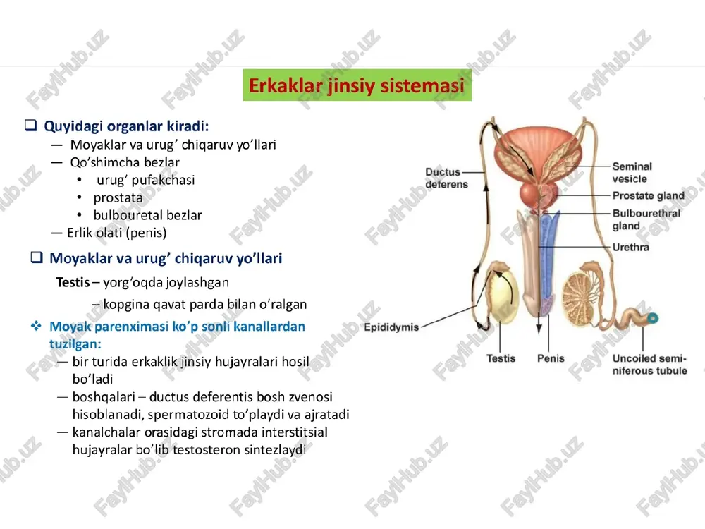erkaklar jinsiy sistemasi - Page 2