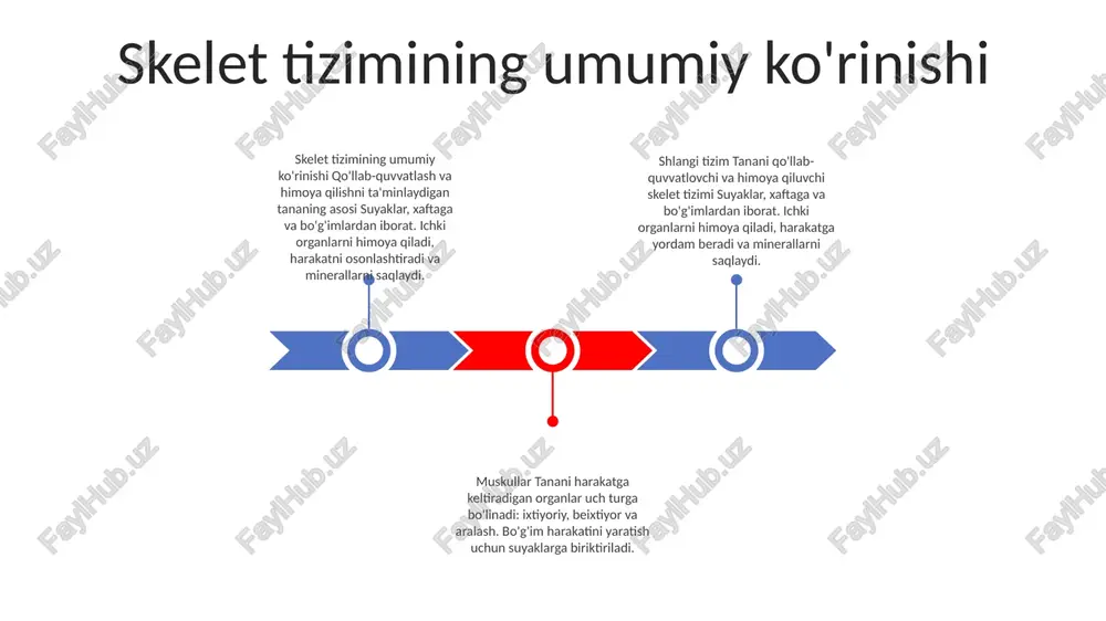 . mushak to'qimalarining uch turi mavjud: skelet mushaklari, silliq mushak va yurak mushaklari suyak shakllanishi va o'sishi: suyaklar bachadonda shakllana boshlaydi va taxminan 25 yoshga qadar o'sishda davom etadi. bu vaqt davomida ular suyaklanishning turli bosqichlaridan o'tadi, bu erda xaftaga suyak to'qimasi bilan almashtiriladi. suyak gomeostazi suyak gomeostazi - suyak shakllanishi (osteoblast faolligi) va rezorbsiyasi (osteoklast faolligi) bilan bog'liq doimiy qayta qurish jarayoni - suyak kuchini, zichligini va shaklini saqlaydi - gormonlar, o'sish omillari va mexanik kuchlar bilan tartibga solinadi. suyaklar tizimi - qo'llab-quvvatlash, himoya qilish, harakat qilish va saqlashni ta'minlaydi - 206 suyakdan iborat - o'q skeleti (bosh suyagi, umurtqa pog'onasi, qovurg'a qafasi) va appendikulyar skelet (oyoq-qo'llar, elka kamari va tos kamari) kiradi. mushaklar - harakatni ta'minlaydigan maxsus to'qimalar - kontraktil oqsillarni (aktin va miyozin) o'z ichiga olgan mushak tolalaridan tashkil topgan - skelet (suyaklarga biriktirilgan), silliq (a'zolarda joylashgan) va yurak (yurakda) turlarini o'z ichiga oladi. mushaklarning tuzilishi va …