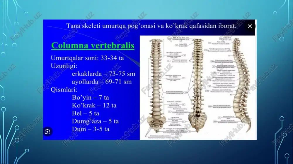 oaxialis orqali harakatlanadi (“yo‘q” harakati). 🧩 c. vertebra prominens (c vii) orqa o‘simi eng uzun, teri ostida seziladi. 🔹 7. sakrum va koksiks a. os sacrum 5 ta vertebrae sacrales qo‘shilib hosil bo‘ladi. yuqorida — basis ossis sacri pastda — apex ossis sacri yon tomonda — facies auricularis (sano‘ bo‘g‘imi bilan birikadi: articulatio sacroiliaca). b. os coccygis 4–5 ta vertebrae coccygeae birlashgan. qoldiq tuzilma (rudiment). 🔹 8. umurtqa kanalining mazmuni (canalis vertebralis) ichida joylashadi: medulla spinalis — orqa miya meninges spinales — miya pardalari: dura mater spinalis arachnoidea mater spinalis pia mater spinalis spatium epidurale — venoz pletorlar, yog‘ to‘qima radices nervorum spinalium — orqa va oldingi nerv ildizchalari 10. umurtqa pog‘onasi funksiyalari tayanch (functio sustentatoria) — tana og‘irligini ushlab turadi. himoya (functio protectoria) — orqa miyani himoya qiladi. harakat (functio motoria) — bukilish, egilish, burilish harakatlarini ta’minlaydi. zarba so‘rish (functio amortisatoria) — disklar va egriliklar yordamida zarbani yumshatadi. kompression …