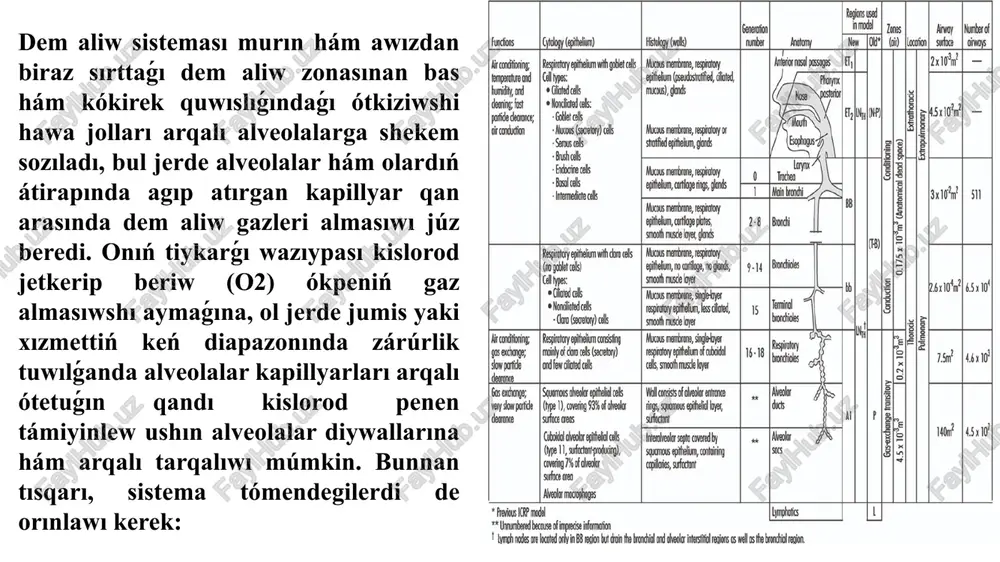 994-súwrette kórsetilgendey, xalıq aralıq radiologiyalıq qorǵaw komissiyasınıń (icrp 1) wazıypalar toparı tárepinen qısqasha táriyiplengen. shama menen 0.2 litr. olar dem alıp atırǵan hawanı tártipke saladı hám onı konvektiv (kóp) aǵım arqalı terminal bronxiolalarǵa alıp baratuǵın shama menen 65 000 ǵa shamalas dem alıw jollarına tarqatadı. tolqınlar kóleminiń artıwı menen konvektiv aǵım dem alıw bronxiolalarına tereńirek gaz almasıwında ústemlik yetedi. qanday da bolsa dem alıw jollarınıń konvektiv aldı bóliminen alveolyar betlerge shekem bolǵan aralıq jeterli dárejede qısqa, sonıń ushın nátiyjeli co2-o2 almasıwı molekulyar diffuziya arqalı júz beredi. usıǵan qarama-qarsı, diffuziya koefficientleri gazlerge qaraǵanda kishi bolǵan hawadaǵı bóleksheler tolqınlar hawada irkip turıwǵa beyim bolıp, olardı shóktirmey shıǵarıp jiberiwi múmkin. 1-forma. 1994 icrp dozimetriya modelinde qollanılǵan dem alıw jolları hám aymaqlardıń morfometriyası, citologiyası, gistologiyası, funkciyası hám dúzilisi. dem aliw bóleksheleriniń sezilerli bólimi dem aliw jollarında toplanadı. tolqınlı dem alıwdıń inspiratuar basqıshında ókpeniń hawa jollarında bóleksheler toplanıwın yesapqa alatuǵın mexanizmler 2-súwrette jıynalǵan. aerodinamikalıq diametri …