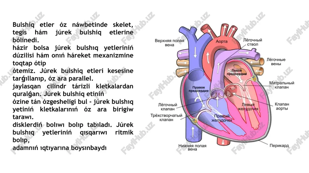 bunıń ushın miozinge kelip atf birigedi hám energiya sarıplanadı. júrektiń toqtawsız háreket etip kóp energiya sarplaǵanı ushın júrek bulshıq etiniń kletkalarında mitoxondriyalar muǵdarı kóp ushırasadı hám mitoxondriyalar bulshıq etlerdi qısqarıwı ushın energiya payda etip beredi. yurak muskuli qisqarish mexanizmi buzilishidan ko'pgina jiddiy kasalliklar kelib chiqadi. ularning orsida eng keng tarqalgan kasallik bu miokard infarkti hisoblanadi. keling endi boshidan kelib chiqish sabablari va asoratlarini ko'rib chiqamiz. birinchi navbatda yurakning koranal qon tomirida arterosekleroz plikcha hosil bo'lishdan boshlanadi. odam og'ir jismoniy ish bilan shug'ullanganda yoki kuchli hayajon va stressga tushganida plikcha ustini qoplab turuvchi endoteliy hujayrasi yemiriladi. sol jerden tromb payda boladı. hám tromb qannıń ótiwine tosqınlıq ete baslaydı. barǵan sayın tromb úlkeyip qan ótiwin yaǵnıy kislorod tasıwın sheklep qoyadı hám bul óz náwbette qan tamir janında jaylasqan kardiomiocitlerge kislorodtı jetispewshiligi hám tap usı tarawda qısqarıwdıń tómenlewine alıp keledi. kardiomiocitlerge kislorod jetip barmawı oraylıq nerv. sistemasına impuls bolip tásir yetedi hám awırıw …