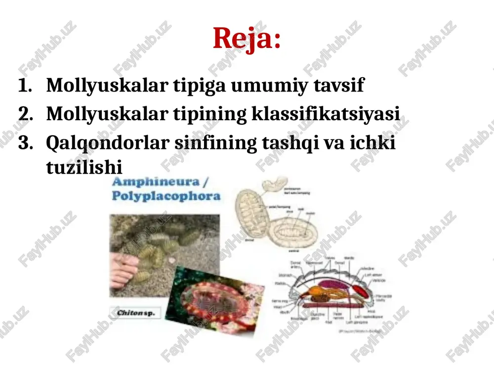 ltasidanboshlanib, chiqarish sifoni deb ataladigan mantiya bo‘shlig‘iga ochiladi. nerv sistemasi - tanasining har xil qismida tarqoq joylashgan nerv tugunlaridan iborat. faqat tuban tuzilgan mollyuskalarning nerv sistemasi halqum atrofi nerv halqasi hamda tana bo‘ylab yo‘nalgan nerv tolalaridan iborat bo‘ladi. dengizda hayot kechiradigan mollyuskalarning lichinkalari troxofora yoki troxoforaga o'xshash yelkanli lichinka - veligerdan iborat. mollyuskalar tipi yonbosh nervlilar kenja tipi chig’anoqlilar kenja tipi yonbosh nervlilar kenja tipi bu kenja tipning lotincha nomi (amphineura) deyiladi. bu kenja tipga bir necha mm dan 35 sm gacha kattalikdagi ikki yonlama simmetriyali mollyuskalar kiradi. ichki tana xaltasi bolmaydi. mantiya kutikulasi sirtdan ohak tangachalar bilan qoplangan. ko‘pchilik mollyuskalaming tanasini orqa tomondan o‘zaro harakatchan tutashgan alohida qalqonchalardan iborat chig‘anoq yopib turadi. boshida ko‘zlari, paypaslagichlari va statotsistlari bolmaydi. nerv sistemasi tana bo‘ylab joylashgan ikki juft nerv tomirlaridan iborat. bu tomirlar halqum atrofida va anal teshigidan keyingi joyda o’zaro tutashadi. yonbosh nervlilarga 1300 ga yaqin mollyuskalar turi kiradi. yonbosh nervlilar …