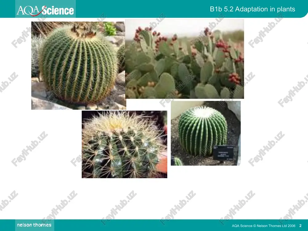 b 5.2 adaptation in plants aqa science © nelson thornes ltd 2006 * transpiration rate graph of bubble movement against time. aqa science © nelson thornes ltd 2006 * * b1b 5.2 adaptation in plants aqa science © nelson thornes ltd 2006 * transpiration rate the steeper the graph, the faster the transpiration rate! aqa science © nelson thornes ltd 2006 * * b1b 5.2 adaptation in plants aqa science © nelson thornes ltd 2006 * which potometer experiment was run in drier air? transpiration rate aqa science © nelson thornes ltd 2006 * * b1b 5.2 adaptation in plants aqa science © nelson thornes ltd 2006 * the drier the air, the faster the transpiration rate! transpiration rate aqa science © nelson thornes ltd 2006 * * b1b 5.2 adaptation in plants aqa science © nelson thornes ltd 2006 * adaptations for plants growing in a dry environment curled …