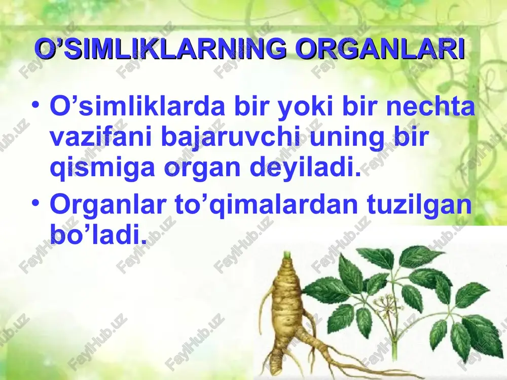 da davom etsa, undan o’qildiz tizimi hosil bo’ladi. bunday moslashish ko’pchilik ikki urug’pallali o’simliklarga xos. o’qildiz tizimi uzun va yo’g’onroq bo’lib, undan yon ildizlar o’sib chiqadi. bu ildiz tizimi ikki urug’pallali o’simliklarga xos bo’lib, uni do’lana, na’matak, saksovul va madaniy o’simliklar (olma, o’rik, nok, qovun, tarvuz, g’o’za, no’xat, loviya, mosh va terak kabilar) misolida ko’rish mumkin. endi ikki urug’pallali o’simliklarga mansub g’o’zaning ildiz tizimi bilan tanishamiz. chigitning murtakdagi ildizchasidan dastlab, asosiy ildiz o’sib chiqadi. oradan ko’p o’tmay, undan ko’plab yon ildizlar o’sib chiqa boshlaydi. o’z navbatida, yon ildizlardan yanada maydaroq yon ildizchalar rivojlanadi. natijada asosiy va yon ildizlaro’sib va ko’payib ildiz tizimini hosil qiladi. ildizlar orasida uning yo’g’on va uzun, yerga tik kirib boradigan qismi ajralib turadi. popuk ildiz tizimi bir-biriga o’xshash bo’lgan bir to’da mayda ildizlardan tashkil topadi. uning asosiy ildizi yaxshi rivojlanmaydi. bunday ildizlar bir urug’pallali o’simliklarga xos. bir urug’pallalilardan bug’doyning ildiz tizimi tuzilishini ko’rib chiqamiz. bug’doyning murtakdagi …