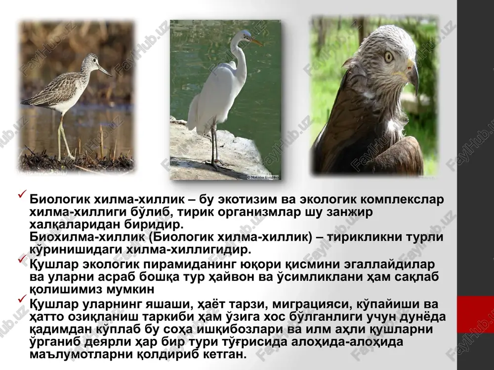 tolg'i cherniy grif– aegypius monachus tasqara zmeeyad– circaetus gallicus ilonxo'r burgut stervyatnik - kal jo'rchi ornitafaunamizga kelib ketuv qush xisoblanadi. unchalik baland bo'lmagan tog'li xududlarda tarqalgan. o'laksalar, sudralib yuruvchilar va boshqa qushlarning tuxumlari bilan oziqlanadi. stepnoy orel – aquila rapax g'ajir, cho'l burguti status oxrani – krasnaya kniga uzbekistana stepnoy lun – circus macrourus dasht bo'ktargisi berkut – aquila chrysaetus burgut respublikamizning tog'li xududlarida tarqalgan bo'lib yirtqich qush xisoblanadi. qoyalar, jarliklar, daraxtlar va elektr uzatish ustunlarida uya qurib 1-3 ta tuxum qo'yadi. baloban – falco cherrug itolg'i itolg'i tashqi ko'rinishi. o'rta kattalikdagi, uzun va uchli qanotli yirtqich qush. nurota tog' tizmasida uchraydigan lochinlarning eng kattasi. qanotlarini yozgandagi kengligi 105-130 sm, umumiy uzunligi 42-60 sm, erkagining og'irligi 800-900 g, urg'ochisining – 1000–1100 g. boshqa yirtqich qushlardek, urg'ochi itolg'i erkagidan kattaroq. tanasining ustki tomoni qo'ng'ir, qizg'ish yoki sarg'ish chipor tusda. qorin qismi oqish yoki och sarg'ish bo'lib, ko'plab uzunasiga ketgan to'q tomchi …