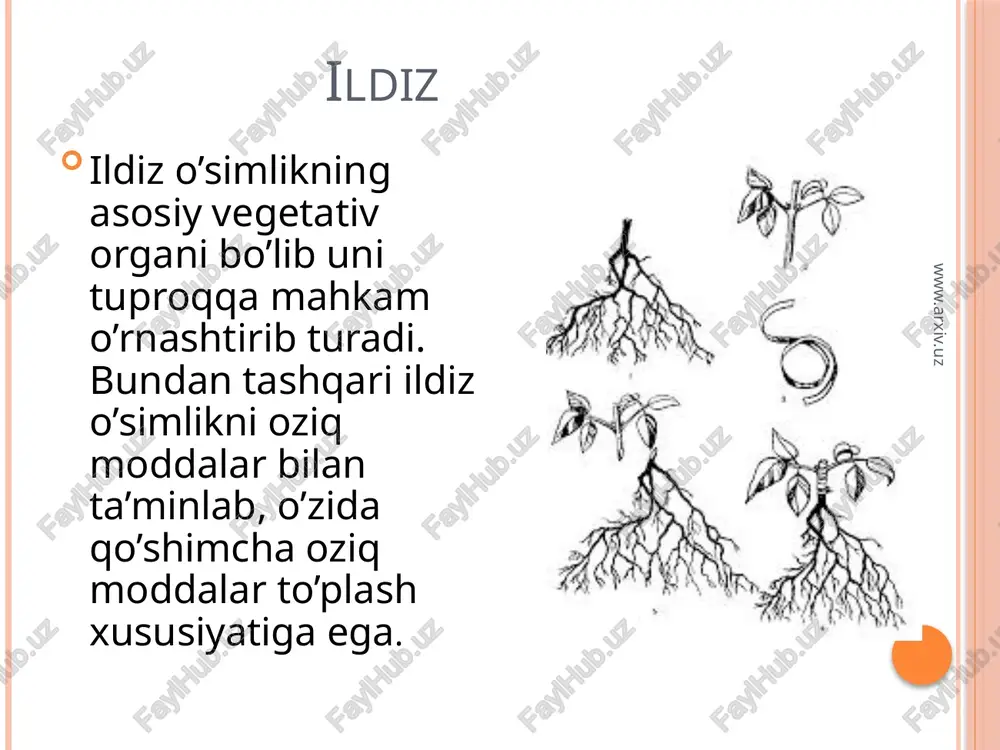 k o’simliklarda uchrab, uning poyasidan ildizlar chiqib havoda ochilib turadi va undagi suv bug’larini o’zlashtiradi. masalan, monstera o’simligi ildizi. www.arxiv.uz nafas oluvchi ildizlar va tayanch ildizlar botqoqliklarda o’sadigan ayrim o’simliklar, masalan, botqoq sarvida ildizga qo’shimcha kislorod kerak bo’lganda ular nafas oluvchi ildizlarni hosil qiladi. tayanch ildizlarni poyadan chiqqan qo’shimcha ildizlar hosil qilib, ular poyani tik tutib turish uchun xizmat qiladi. bunday ildizlarni makkajo’xori, oqjo’xorida kuzatish mumkin. www.arxiv.uz ildizlar bajaradigan vazifasiga qarab har xil to’qimalardan tashkil topgan bo’lib, ular ildiz uchidan boshlab ma’lum tartibda joylashgan bo’ladi. ildizning uchi, odatda ildiz qini bilan qoplangan bo’ladi va parenximatik hujayralardan iborat bo’ladi. hujayralarning po’sti yupqa, tashqi tomoni shilimshiqdir. bu esa tuproq zarrachalari orasida o’sayotgan ildizning harakatlanishini osonlashtiradi. www.arxiv.uz foydalanilgan adabiyotlar botanika va o’simliklar fiziologiyasi. berdiyeva d. botanikani o’rganish. turg’unov e. f. w.w.w.ziyonet.uz. w.w.w.botanika.ru www.arxiv.uz image2.jpeg image3.jpeg image4.png image5.jpeg image6.jpeg /docprops/thumbnail.jpeg