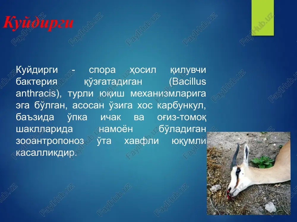 0 117 22 jami: 1340 238 1102 1340 786 548 554 o'zbekiston respublikasida 1970- 2012y.y.qayd etilgan kuydirgi kasalligining ko'rsatgichlari yillar mutloq soni intensiv ko'rsatgich 1970 84 0,7 1971 67 0,5 1972 50 0,4 1973 40 0,3 1974 37 0,3 1975 56 0,4 1976 70 0,5 1977 28 0,2 1978 14 0,09 1979 14 0,09 2002 – 2005, 2010 0 0 2006 3 0,01 2007 - 2008 2 tadan 0,01 2009, 2011 1 tadan 0,01 2012y 3 0,02 o'zbekiston respublikasida 2007-2012 y.da qayd qilingan kuydirgi kasalligi № ma'muriy hududlar 2007 y. 2008 y. 2009 y. 2010 y. 2011 y. 2012 y. 1 toshkent sh. 1 1 1 2 andijon 2 2 3 samarqand 2 jami: 2 2 1 0 1 3 ‹#› etiologiya kasallik qo'zg'atuvchisi bacillus anthracis hisoblanadi. grammmusbat, yirik, u harakat qilmaydi, anilin bo'yoqlari bilan bo'yaladi, aerob, kapsula va spora hosil qilish xususiyatiga ega. qattiq ozuqa muhitlarida rr—forma shaklini hosil …