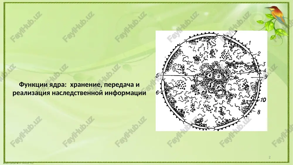 everi dokazatelstva roli dnk v peredache nasledstvennoy informatsii (opiti po transformatsii). transformatsiya - izmenenie nasledstvennix svoystv kletki proniknoveniya v nee chujerodnoy dnk. v rezultate pnevmokokki shtamm s: virulentniy, obrazuyushiy polisaxaridnuyu kapsulu, kolonii blestyashie. pnevmokokki shtamm r: avirulentniy, bez kapsuli, kolonii matovie. vivod: pod deystviem transformiruyushego faktora jivie avirulentnie pnevmokokki priobreli virulentnie svoystva shtamma s2. v 1944g everi dokazal, chto etim faktorom yavlyaetsya dnk. dokazatelstva roli dnk v peredache nasledstvennoy informatsii (opiti po transformatsii). dokazatelstva roli dnk v peredache nasledstvennoy informatsii (opiti po transformatsii). transduktsiya (ot lat. transduction - peremeshenie) – protsess perenosa fragmenta bakterialnoy dnk iz kletki – donora v kletku – retsipienta bakteriofagom, chto privodit k izmeneniyu nasledstvennix svoystv kletok-retsipientov. perviy iz eksperimentov po transduktsii bil vipolnen v 1952 godu amerikanskimi genetikami djoshua lederbergom i nortonom tsindlerom. v svoyom eksperimente oni ispolzovali dva raznix shtamma bakteriy salmonella typhimurium, vizivayushix tifoidnuyu lixoradku u mishey. za issledovanie transduktsii im bila prisujdena …