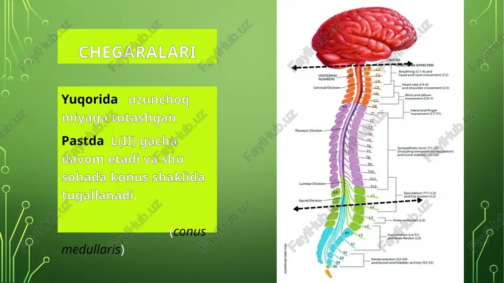 llarisdan pastga xuddi ot dumi singari osilib turadi. shu sababdan ham mana shu tuzilma ot dumi – cauda equine deb ataladi. ko’ndalang kesimi tuzilishi orqa miya ko’ndalang kesilganda unda ikki xil rangli qismi yaqqool ajraladi: kulrang modda- substantia grisea oq modda – substantia alba substantia grisea orqa miya kulrang moddasi ikkita kolonka bo’lib joylashadi ikki kolonkaning birlashgan joyida markaziy kanal (canalis centralis) hosil boladi kanal orqa miya suyuqligi (liquor) bilan to’lgan bo’lib, yuqoridan iv qorinchagacha, pastda esa ventriculus terminalis (oxirgi qorincha) gacha davom etadi. kanal atrofini o’rab turgan kulrang modda substantia intermediocentralis deb ataladi. substantia grisea kulrang moddaning har bir kolonnasi ikkita ustundan iborat: oldingi ustun- collumna anterior orqa ustun- collumna posterior ustunlar orqa miyaning ko’ndalang kesimida ikkita shox ko’rinishida bo’ladi: oldingi shox- cornu anterior orqa shox – cornu posterior yadrolar(nuclei) orqa shox yadrolarida oraliq hujayralar joylashgan !!! afferent emas orqa shox yadrolari: substantia gelatinosa(orqa miyaning barcha segmentida) n.proprius(orqa miyaning …