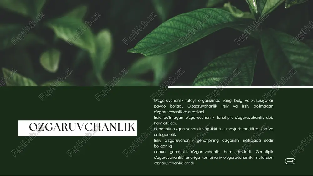 v mutatsiyalar, ya'ni jinsiy hujayralarda sodir bo'ladigan va nasldan naslga o'tadigan mutatsiyalardir. somatık mutatsıyalar somatık hujayralarda sodır bo'lib, jinsıy ko'payısh orgali nasldan naslga berilmaydi. lekin jinssiz usulda ko'payuvchi organizmlarda shu belgili avlodlar paydo bo'ladi. spontan tabiatda to’satdanpaydo bo’ladi industirlangan sun’iy sharoitda turlifizikaviy yokikimyoviy omillarta’sirida hosil qilinadi natijasig kora letal yarim letal foydali va neytral irsiyatga beril ishiga qarab paydo bolshiga kora spontan industirlangan spontan mutatsiyalarni keltirib chiqaruvchi sabab aniq emas, ular o'z-o'zidan paydo bo'ladigan mutatsiyalardir. atrof-muhitda mutagen omillar ko'p bo'lsa, ular spontan mutatsiyalarni bir necha martaga oshirib yuboradi. indutsirlangan mutatsiyalar (keltirib chiqarilgan mutatsiyalar) inson tomonidan ma'lum magsadlarda hosil gilinadi. bunday mutatsiyalarni keltirib chigaruvchi mutagenlar 3 guruhga ajratiladi: fizik (radioaktiv nurlar, rentgen nurlari, harorat); kimyoviy (organik va anorganik moddalar); biologik (viruslar, toksinlar). gen mutatsiyasi molekular darajada ro'y beradi. gen mutatsiyasi ko'p hollarda fenotipda yangi belgini rivojlantiradi. gen mutatsiyalari nukleotidlarning soni ortishi, o'rin almashishi bilan kechadi. dnkdagi nukleotidlarning o'rin almashishi ikki xil: …