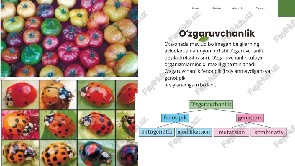 sservicehome gen mutatsiyalari nukleotidlar izchilligining o‘zgarishi bilan bog‘liq. dnkdagi purin asosining boshqa purin asosi bilan yoki pirimidinning boshqa pirimidin asosi bilan almashinishi tranzitsiya deyiladi. purin asosining pirimidin asosi bilan almashinishi yoki aksincha bo‘lsa, transversiya deb ataladi. ginyard international co. contactabout usservicehome o‘roqsimon anemiya kasalligida timin nukleotidi o‘rniga adenin nukleotidining almashib qolishi natijasida gemoglobin sintezlanishiga javobgar dnkda transversiya sodir bo‘ladi. natijada aminokislotalar ketma-ketligidagi glutamin o‘rniga valin aminokislotasi birikadi. bu holat gemoglobinning noto‘g‘ri ketma-ketlikda sintezlanishiga sabab bo‘ladi. buning oqibatida eritrotsit o‘roqsimon shaklga kiradi va o‘z vazifasini to‘liq bajara olmaydi (4.30-rasm). albinizm – terida melanin pigmentining sintezlanmasligi tufayli teri, soch, qoshning oq rangda bo‘lishidir. ko‘z och ko‘k yoki kapillyar qon tomirlar hisobiga qizg‘ish bo‘ladi. albinizm gen kasalligi hisoblanadi, chunki gendagi nukleotidlar izchilligi o‘zgaradi. buning oqibatida tirozin aminokislotasidan melanin pigmentining hosil bo‘lishiga sabab bo‘ladigan ferment tirozinaza nofaol holatda sintezlanadi. albinizm bilan kasallangan bemor quyosh nurlariga ta’sirchan bo‘ladi. ko‘pincha ular tunda faoliyat yuritadi (4.31-rasm)nda contactabout …