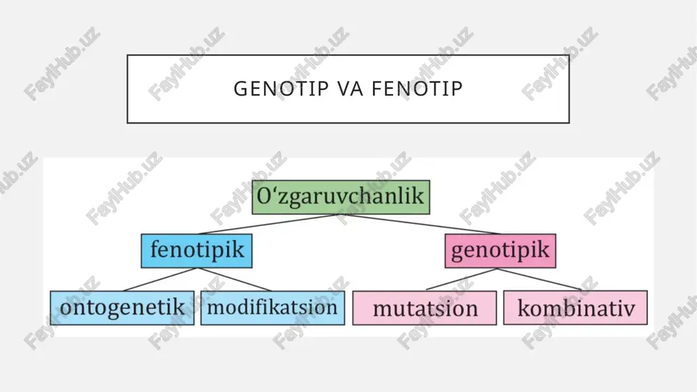 ma mutatsiya har bir biologik tur boshqa turdan xromo- somalarning soni, shakli, hajmi bilan farqlanadi. xromosoma strukturasining o‘zgarishi bilan bog‘liq mutatsiyalar xromosoma mutatsiyalari deb nomlanadi. deletsiya – xromosoma o‘rta qismining yo‘qolishi; duplikatsiya – xromosomalar ayrim qismlarining ikki marotaba ortishi; inversiya –xromosoma ayrim qismining o‘z o‘rnini 180o ga o‘zgarishi; translokatsiya –nogomologik xromosomalarning o‘zaro ayrim bo‘laklari bilan o‘rin almashishi. modifikatsion o’zgaruvchanlik shunday qilib, fenotipik(modifikatsion) o‘zgaruvchanlik quyida- gi asosiy xususiyatlar bilan xarakterlanadi: irsiylanish xususiyatiga ega emas; o‘zgarishlar guruhli xarakterga ega; o‘zgarishlar tashqi muhit ta’siriga bog‘liq; o‘zgaruvchanlik chegaralari genotip bilan aniqlanishi, odamlarda jinsiy xromosomalar soni o‘zgarishi tufayli kasalliklar daun sindromi klaynfelter sindromi shereshevskiy-terner sindromi daun sindromi «daun sindromi» ning kelib chi- qishiga asosiy sabab, ota-onaning chekishi, alkogol yoki narkotik modda- larning iste’mol qilishi natijasida, jinsiy hujayralarning meyoz bo‘linishida 21-juft xromosomalarning o‘z jufti- dan to‘liq ajralishi sodir bo‘lmaganligi sababli, yo tuxum hujayra, yo sper- matozoidda 23 ta xromosoma o‘rniga 24 ta xromosoma bo‘ladi. mazkur jinsiy …