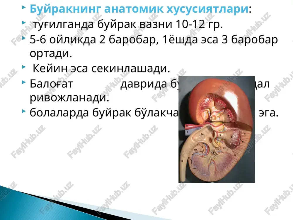 so'nish davri ( 2-4 oy) sog'ayish yoki surunkali shaklga o'tish gematurik forma nefrotik forma aralash forma massiv shishlar proteinuriya 2,5 gr./sut dan ortik gipo- va disproteinemiya giperxolesterinemiya buyrak funktsiyasi saklangan minimal morfologik uzgarishlar retsidivlar bilan kechishi glyukokortikoidlarga musbat effekt. nefroticheskaya forma shish noselektiv proteinuriya gematuriya gipertenziya anemiya buyrak funktsiyasi kisman buzilgan proliferativ-membranoz glomerulit 2-6 yil ichida sbe immunosupressiv terapiya kam effektiv. siydik sindromi bilan xarakterlanadi mikrogematuriyadan to makrogematuriyagacha kisman proteinuriya ab normada shishlar yuk buyrak funktsiyasi saklangan proliferativ eki proliferativ-membranoz glomerulit . progressiv gematuriya kuchli proteinuriya shishlar gipertenziya buyrak funtsiyasini progressiv susayishi. 1-2 oy ichida terminal sbega utishi. sh-b kapsulasini yarimoysimon rivojlanishi. davolash noeffektiv. kuzish davri klinik remissiya klinik-laborator remissiya. -interstitsial nefrit -sistemali vaskulitlar -amiloidoz -gemorragik vaskulit -toksik nefroz -ikkilamchi nefrotik sindrom -sbe etok rejimi dietoterapiya antibakterial terapiya vitaminoterapiya gipotenziv preparatlar diuretiklar patogenetik terapiya. tuzsiz parxez xayvon oksili va suyuklikni chegaralash bilan(utkir davrda). gipoxloridparxez va suyuklik mikdori chegaralangan «shakar-mevali kunlar» …