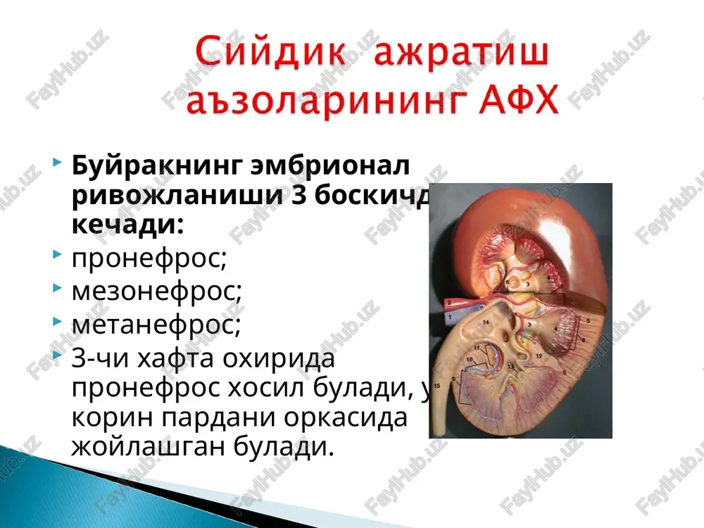 ,4. yangi tug'ilgan chaqalok peshobi ph –5,5 ni tashkil etadi, ona suti bilan oziklanish davrida kuchsiz kislotali yoki neytral bo'ladi. sog'lom bola peshobi: rangi sarg'ish –somon rangda; kuchsiz kislotali r-yali; nisbiy zichligi: 1005 –1028. chakalok –1008 –1018. 1yoshda –1008 –1018 2-3 yoshda –1010 –1017 4-5 yoshda –1012 –1020 10-12 yosh –1011-1025 kattalar –1010 –1025 nidkiy zichlik pasayishi gipostenuriya nisbiy zichlik ortishi –giperstenuriya . giperstenuriya kuzatiladi: kam suyuqlik ichganda ko'p suyuqlik yuqotilganda; oligouriyada; qandli diabetda gipostenuriya poliuriyada; uzoq och yurganda sgn pielonefritda qandsiz diabetda 1 oylik –320 ml 1 –2 yoshda –450 ml 2 –5 yoshda –520 ml 5 –8 yoshda –680 ml 8 –11 yoshda –850 ml 11 –18 yoshda –1000 –1100 ml kattalar –1200 –1500 ml bu kasallik imunologik va kliniko-morfologik yallig'lanish guruhiga kiradi, ya'ni koptokchalarning , kanalchalarning va buyrak interstitsional to'qimasining ikkilamchi yallig'lanishi hisoblanadi - streptokokk infektsiyasi(nefritogen streptokokk a guruxi). -virusli gepatit v. - tsitomegalovirus. -bezgak plazmodiysi -noinfektsion …