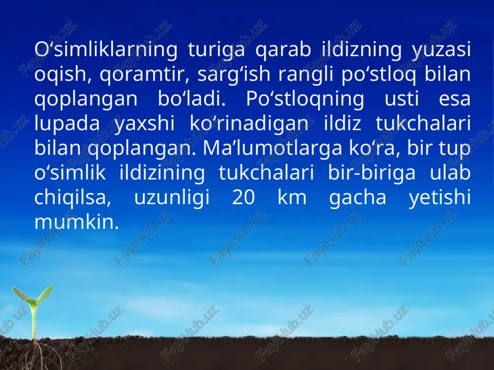 z nobud bo‘ladi, hujayralar orasidagi to‘siqlar yo‘qoladi. natijada ketma-ket joylashgan bunday hujayralarning bir nechtasidan uzun naychalar paydo bo‘ladi. tuproqdan so‘rib olingan suv va unda erigan oziq moddalar shu naychalar orqali yuqoriga, ya’ni ildizdan poya, shox va barglargacha ko‘tariladi. bundan tashqari, yosh ildiz uzunasiga kesib qaralsa, unda bir-biridan aniq farq qiladigan to‘rtta qismni ko‘rish mumkin. ildizning uchini ildiz qinchasi o‘rab turadi. makkajo‘xorining ildizi poyadan atrofga 2 m, bosh piyozniki 60–70 sm gacha yoyiladi. makkajo‘xorining 1 mm2 so‘rish qismida 700 ta ildiz tukchalari bo‘ladi.