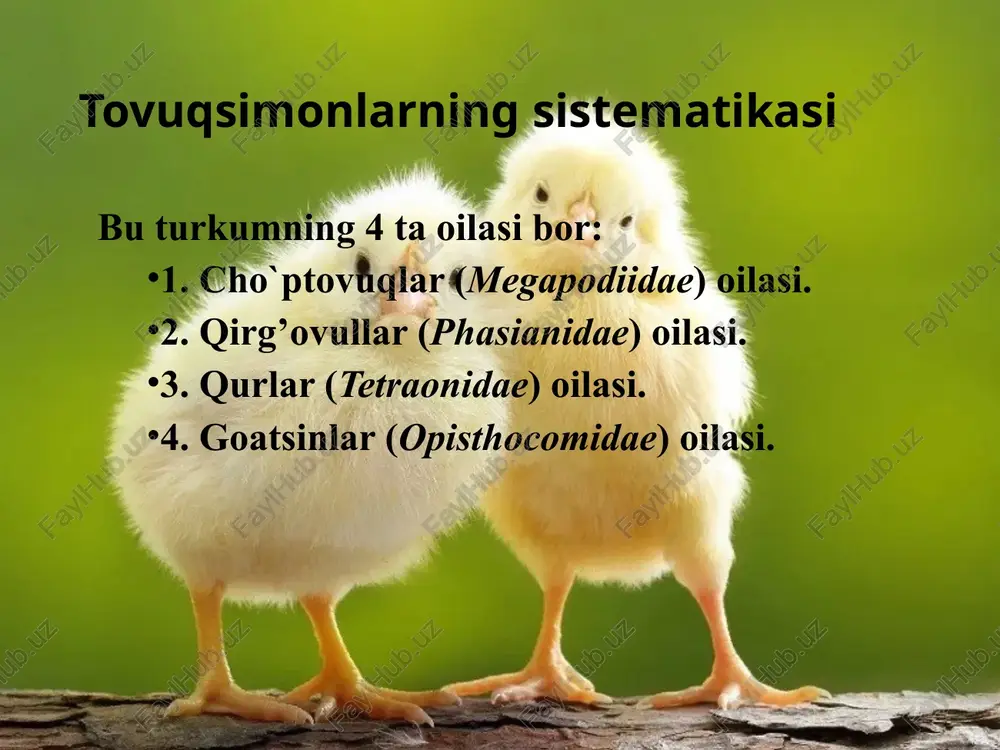 ston, janubi-sharqiy osiyo va himolay tog’lari etaklaridagi tropik o`rmonlarda yashaydi. o`zbekistonda qirg’ovullar oilasining 7 ta turi uchraydi. qurlar (tetraonidae) oilasini turlari unchalik ko`p emas. ular o`rta va shimoliy mintaqalardagi ninabargli va aralash o`rmonlarda tarqalgan. qurlarning erkaklarini oyog’ida pixi bo`lmaydi, iligining yarmigacha patlar bilan qoplangan, barmoqlarining chetida shox tishchalari bor. bu oilaga qur (lyrurus tetrix), karqur (tetrao urogallus), oq kuropatka (lagopus lagopus) va chil (tetrastes bonasia) kiradi goatsinlar (opisthocomidae) oilasiga janubiy amerikaning doim suv bosadigan tropik o`rmonlarida yashovchi o`ziga xos oddiy goatsin (opisthocomus hoazin) degan yagona tur kiradi (174-rasm). goatsin qiynalib uchadi. ko`kraktoj suyagi rivojlanmagan. jig’ildoni katta va yaxshi rivojlangan kuchli muskulga ega bo`lib, muskulli oshqozon vazifasini bajaradi. daraxtlarning dag’al barglari, mevalari va donlar bilan oziqlanadi. goatsinning uzunligi 60 sm gacha yetadi, boshida uzun kokili bor. jo`jalari pat bilan siyrak qoplangan holda tuxumdan chiqib, birinchi kundanoq daraxtlarga bemalol chiqa oladi. daraxtlarda harakat qilganda faqat oyoqlari va yo`g’on ilmoqli tumshug’idan foydalanib qolmasdan, …