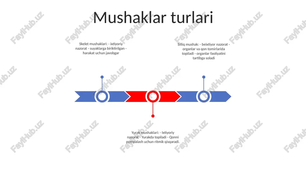 angan bir nechta mushak tolalari to'plamidir. har bir mushak tolasi to'plami bitta nerv tolasi tomonidan innervatsiya qilinadi. neyromuskulyar birikma neyromuskulyar birikma: mushak qisqarishini boshlash uchun kimyoviy signallar uzatiladigan vosita neyronlari va mushak tolalari orasidagi interfeys. mushak: ixtisoslashgan hujayralardan (mushak tolalari) tashkil topgan to'qima, qisqarishi va bo'shashishi, harakat va boshqa tana funktsiyalarini ta'minlaydi. mushaklar: mushaklarga tegishli yoki ular bilan bog'liq, ularning tuzilishi, funktsiyasi va buzilishlari. mushaklar metabolizmi mushaklar metabolizmi: - tananing mushaklarning qisqarishi uchun energiya olish va boshqarish jarayoni - energiya uchun glyukoza, glikogen va yog 'kislotalarining parchalanishini o'z ichiga oladi. mushaklar kuchi: - mushaklar yoki mushaklar guruhining kuch ishlatish qobiliyati - mushak hajmi, asab ta'minoti va mashg'ulot tarixi kabi omillar ta'sirida mushaklarning chidamliligi: - mushak yoki mushaklar guruhining uzoq vaqt davomida kuch ishlatish qobiliyati - mushak tolasi turi, kislorod mavjudligi va mashg'ulot holati kabi omillarga bog'liq. mushaklarning gipertrofiyasi gipertrofiya mexanizmi: mushaklar gipertrofiyasi, birinchi navbatda, oqsil sintezining kuchayishi va oqsil parchalanishining …