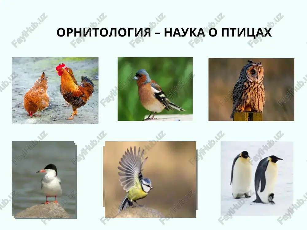 vie ptitsi v bolshinstve svoem uje bili predstavleni sovremennimi vidami. proisxojdenie ptits pelagornis sandersi (lat.) — vimershiy vid ptits roda pelagornis. predstaviteli etogo vida schitayutsya krupneyshimi letayushimi ptitsami za vsyu istoriyu zemli - razmax ix krilev po otsenkam sostavlyal ot 6,1 do 7,4 metrov]. eto vdvoe bolshe, chem maksimalniy razmax krilev krupneyshey iz nine jivushix letayushix ptits — stranstvuyushego albatrosa. rekonstruktsiya arxeopteriksa osnovnie napravleniya evolyutsii ptits sposobnost ptits k aktivnomu poletu opredelila osnovnie otlichiya ix ot reptiliy i napravleniya evolyutsii: snijenie massi tela pri soxranenii prochnosti obespechenie visokogo urovnya energeticheskogo obmena osnovnie aromorfozi ptits zatronuli prejde vsego: oporno-dvigatelnuyu sistemu pokrovi tela dixatelnuyu sistemu krovenosnuyu sistemu nervnuyu sistemu obshaya xarakteristika ptitsi (aves), klass pozvonochnix jivotnix. razmeri ptits ot 1,6 g i 6 sm (rubinovogorliy kolibri) do 130 kg i 270 sm (afrikanskiy straus). samie krupnie iz izvestnix ptits, madagaskarskie epiornisi (vimerli v istoricheskoe vremya), imeli rost svishe 3 m i vesili …