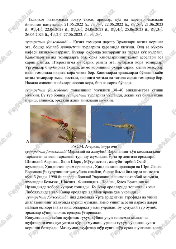 13,1 daraja. iyulda o'rtacha 26,7, eng yuqori harorat 45 daraja. yanvarning o'rtacha xarorati esa minus 3,5, eng past xarorat minus 26 daraja. yiliga 300-330 mm yog'in tushadi. tadqiqot natijasida zovur yoqasi, ariqlar, ko'l va daryolar yoqasidan yig'ilgan namunalar: 21.06.2022 y., 7♀,4♂, 22.06.2022 y., 8♀,5♂, 21.06.2023 y., 9♀,4♂, 22.06.2023 y., 8♀,5♂, 24.06.2023 y., 8♀,4♂, 25.06.2023 y., 8♀,3♂. 26.06.2023 y., 4♀,2♂. 27.06.2023. y., 9♀,5♂. syumpetrum fonscolombi – qizil tomirli darter erkaklari qizil qoringa ega, boshqa ko'plab syumpetrum turlariga qaraganda qizg'ish. old va ko'krak qafasi qizil-jigarrang. ko'zlar yuqorida jigarrang va pastda ko'k kulrang. qanotlari qizil tomirlarga ega, orqa qanotlarining qanot asoslari esa sariq rangda. pterostigma och sariq rangga ega, chegarasi qora tomirlar. urg'ochilar bir-biriga o'xshash, ammo qorinning oxiri sariq, qizil emas, har ikki tomonida ikkita qora chiziq bor. qanotlarda erkaklarda bo'lgani kabi qizil tomirlar emas, kostada, oldingi chetida va tagida sariq tomirlar bor. ikkala jinsning oyoqlari asosan qora, bir oz sariq bo'ladi. syumpetrum …