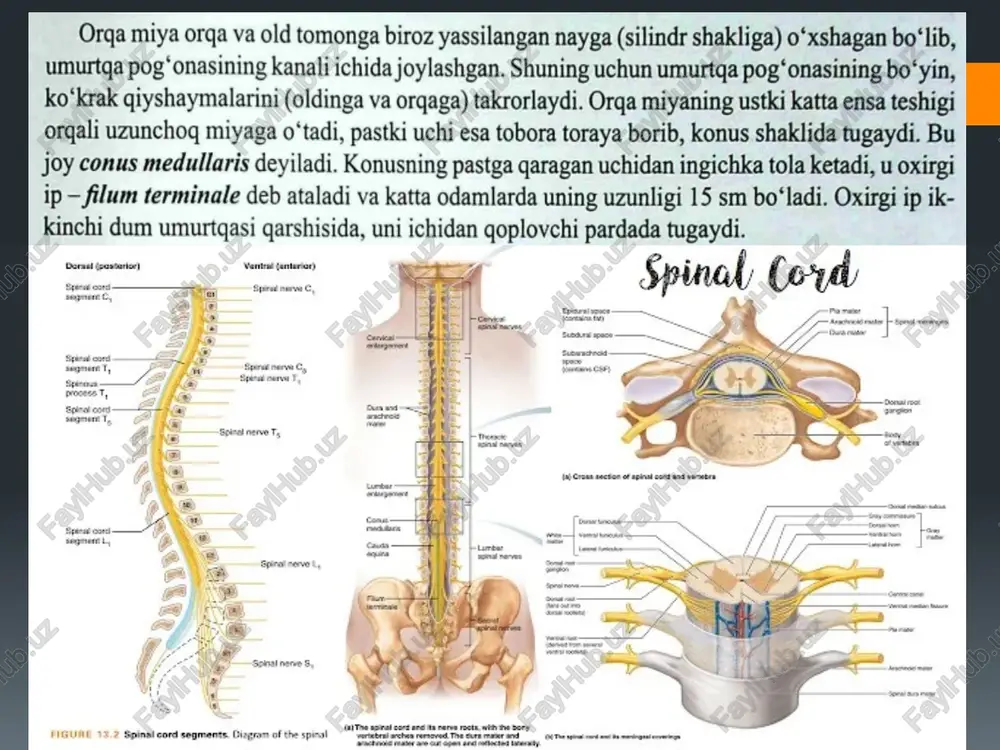 orqamiya va orqa parda - Page 2