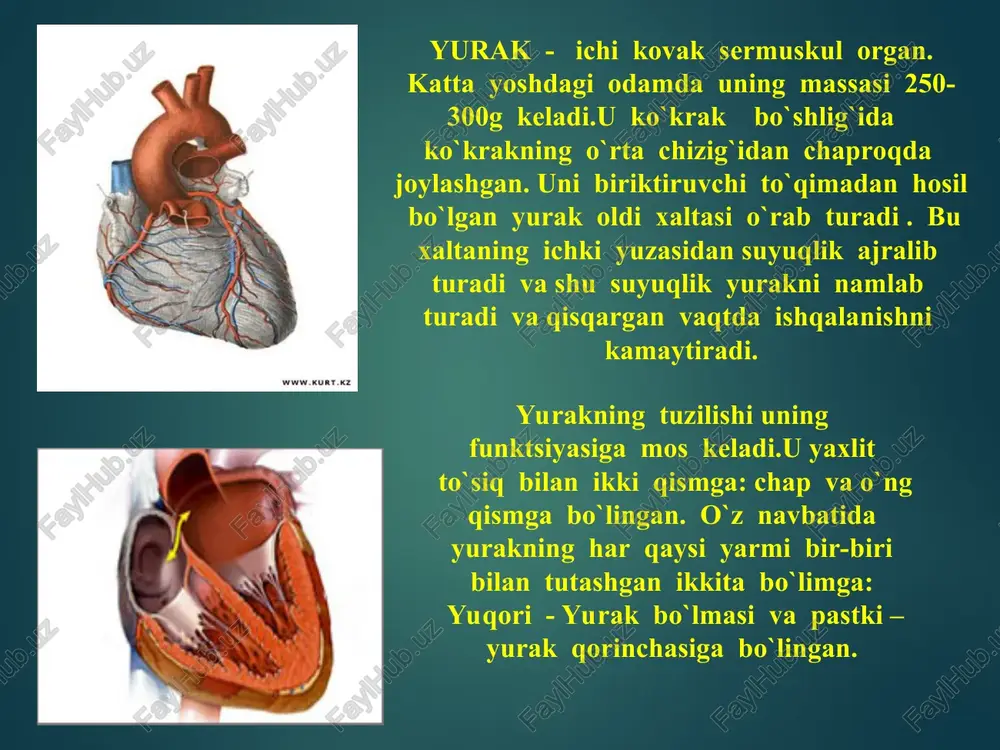 boʻlmachaga kelgani kichik qon aylanish doirasini tashkil etadi. chap boʻlmachadan qon chap qorinchaga oʻtadi va qon aylanishi davom etadi. yurak muskullarining qisqarib-boʻshashishi tufayli qon tomirlarda harakatlanadi. yurakning bir min.da haydaydigan qon miqdori minutli hajm deyiladi. odam tinch turganidagi minutli hajm 4—5 l ga teng, emotsional taʼsir holatida esa u 3—4 marta ortadi. yurak qonni arteriyaga porsiya bilan haydaydi. qon quyilishi bilan arteriyalar devori kengayadi. diastolaaa yigʻilgan energiya arteriyalarda qon bosimini maʼlum darajada saqlab, kapillyarlarda uzluksiz qon oqimini taʼminlaydi. organizmdagi qonning faqat 5% i kapillyarlarda boʻladi, biroq qon aylanishining asosiy funksiyasi — qon bilan toʻqima orasidagi moddalar almashinuvi shu kapillyarlarda amalga oshadi. qonning kapil-lyarlardagi gidrostatik bosimi sababli suyuqlik, kapillyardan toʻqimaga filtrlanadi (qon plazmasining onkotik bosimi bu jarayonga toʻsqinlik qiladi). qon kapillyarlarda qarshilikka uchraydi, buni yengishda u energiya yoʻqotadi va qon bosimi pasayadi. qon aylanish doirasi suvda hamda quruqlikda yashovchilardan boshlab ikki doira boʻylab aylanadi yaʼni katta va kichik qon aylanish doiralari. …