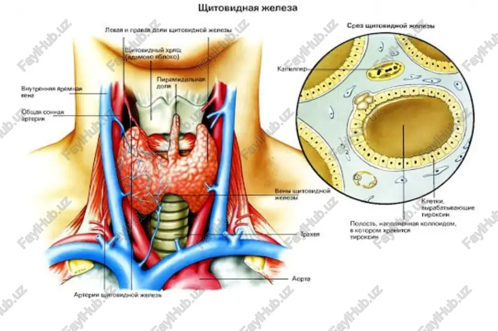 ayollarda va < 25 ml erkaklarda ultratovush tekshiruvini utkazishga ko'rsatma qalqonsimon bez xajmini aniqlash tugunlarni aniqlash va baholash bez parenximasining exostrukturasini aniqlash ttg t4 t3 antitela laborator diagnostika usullari asosiy tekshirishlardan biri, qalqonsimon bez funktsiyasini aniq bildiradigan ko'rsvtgich triyodtironin tiroksin tirioperoksidazaga qarshi (at-tpo) tireoglobulinga qarshi (at-tg) ttg retseptorlariga qarshi (at-rttg) ttg va t4 gormonlaring nisbiyligi t t g t4 ttg va t4 gormonlarining bog'liqligi t4 ttg t4 ttg qalqonsimon bez subklinik disfunktsiyasi tirioid gormonlar normada bo'lib, ttg kontsentratsiyasining o'zgarishi: subklinik gipotireoz: ttg↑ subklinik tireotoksikoz: ttg↓ ttg yuqori yaqqol gipotireoz t4 norma past subklinik gipotireoz past t4 + t3 yaqqol tireotoksikoz norma ikkalasi xam yoki bittasi baland subklinik tireotoksikoz qalqonsimon bez stsintigrafiyasi qalqonsimon bez luchevoy detektor stsintigramma kontrast modda in'ektsiyasi pertexnetata qalqonsimon bezning kontrast moddaga sesuvchanligi «sovuq » o'choq «issiq » o'choq ko'p tugunli tiriotoksik buqoq stsintigramma qalqonsiomon bez stsintigrofiyasini o'tkazishga ko'rsatma tiriotoksikoz turlarini differentsiallash maqsadida diagnostika variantov tireotoksikoza qalqonsimon bez …