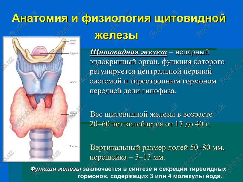roskopicheskaya kartina solidnaya komponovka opuxoli nalichie amiloida v strome argirofilnie sekretornie granuli makroskopicheskaya kartina plotniy opuxoleviy uzel na razreze opuxoleviy uzel belovato-jeltogo tsveta s melkobugristoy poverxnostyu granitsa opuxoli na otdelnix uchastkax proslejivaetsya chetko, na drugix ne vidna metastazi rshj v regionarnie limfaticheskie uzli yaremnaya gruppa (verxnie, srednie, nijnie) uzli zadnego treugolnika pre- i paratraxealnie uzli nadklyuchichnie zagrudinnie limfaticheskie uzli podchelyustnie limfaticheskie uzli diagnostika anamnez i klinika ob'ektivno – osmotr i palpatsiya uzi kt, mrt skanirovanie opredelenie urovnya gormonov – ttg,t3,t4 biopsiya – tsitologiya i gistologiya bolnaya rasprostranennim papillyarnim rakom shitovidnoy jelezi s metastazami v limfouzli shei bolnoy rasprostranennim papillyarnim rakom shitovidnoy jelezi s metastazami v limfouzli shei lechenie xirurgicheskiy – subtotalnaya rezektsiya, gemitireoidoektomiya i totalnaya tireoidoektomiya ximioluchevaya terapiya gormonalnoe lechenie lechenie radioaktivnim yodom oslojneniya operativnogo lecheniya zabolevaniy shitovidnoy jelezi krovotecheniya v posleoperatsionnom periode (ot 0,1 do 4%) retsidiv zabolevaniya nagnoenie posleoperatsionnoy rani tireotoksicheskiy kriz retsidiv zabolevaniya tireotoksicheskiy kriz krovotecheniya v …