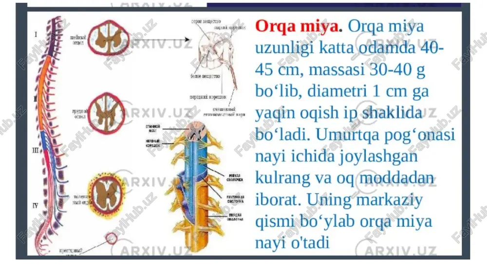 r, o‘n ikki juft qovurg‘a va to‘sh suyagi kiradi. ular kovak suyaklardir. umurtqalardan umurtqa pog‘onasi hosil bo‘lib, butun gavdaning o‘qi hisoblanadi. unga qovurg‘alar, chanoq suyaklari va kalla suyagi birikib turadi. umurtqa pog‘onasi 33-34 ta umurtqa suyaklaridan iborat. umurtqa pog‘onasi bo‘yin, ko‘krak, bel, dumg‘aza va dum bo‘limlariga bo‘linadi. umurtqa pog‘onasining uzunligi o‘rtacha 69-75 sm, bo‘yin 13 sm, ko‘krak 30 sm, bel 18 sm, dumg‘aza va dum 12 sm.ni tashkil qiladi. keksa odamlarda bu ko‘rsatkich 5-7 sm qisqaradi, yotganda umurtqa pog‘onasi 2sm ortadi. umurtqa pog‘onasining yuqorisida va pastida g‘adir-budur maydonchalar bor. bular ayrim umurtqalarning tanalarini umurtqalararo tog‘aylar yordamida elastik, mustahkam qilib birlashtiradi. umurtqa tanasining yon yuzalari biroz botiq, uning orqa tomonida ravog‘i bor. u umurtqa tanasining orqa yuzasi bilan birga umurtqa teshigini hosil qiladi. umurtqa ravog‘ining oyoqlari va o‘ymalari hamda 7 ta o‘sig‘i bor. bular yuqori bo‘g‘im, pastki va ko‘ndalang bo‘g‘im o‘siqlaridir. umurtqalarning tuzilishi umuman olganda bir xil, ammo gavdaning turli joylaridagi …