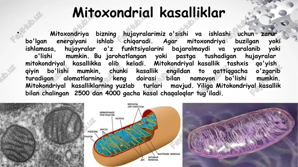 ndriyal sindromdan shubhalanishga imkon beruvchi xarakterli belgilar gipotenziya, jismoniy faoliyatga yetarlicha toqat qilmaslik, turli xil miyopatiyalar, oftalmoparez (ko'z-motor mushaklarning falaji), ptozis. asab tizimi tomonidan insultga o'xshash ko'rinishlar, konvulsiyalar, piramidal buzilishlar, ruhiy kasalliklar bo'lishi mumkin. oftalmoparez ptozis chet ellik tadqiqotlarga ko'ra, bu patologiya 5 mingdan bir yangi tug'ilgan chaqaloqda tashxis qilinadi. ley sindromi mitoxondriyadagi genetik oʻzgarishlar bilan bogʻliq boʻlgan eng keng tarqalgan bolalik kasalliklaridan biri bu ley sindromi boʻlib, birinchi marta 1951 yilda tasvirlangan. birinchi belgilar bir yoshdan uch yoshgacha paydo bo'ladi, ammo erta namoyon bo'lishi ham mumkin -hayotning birinchi oyida yoki aksincha, yetti yildan keyin. birinchi ko'rinishlar rivojlanishning kechikishi, vazn yo'qotishi, ishtahani yo'qotishi, takrorlanadi, qusish. vaqt o'tishi bilan nevrologik alomatlar qo'shiladi -mushaklar tonusiningbuzilishi (gipotenziya, gipertoniklik), konvulsiyalar, buzilgan muvofiqlashtirish. ley sindromi e’tiboringiz uchun rahmat! image1.jpeg image3.jpeg image4.jpeg image5.jpeg image6.jpeg image7.jpeg image8.jpeg image9.jpeg image10.jpeg image11.png image12.jpeg image13.jpeg image14.jpeg image15.png image16.jpeg image17.png image18.jpeg image19.jpeg image20.jpeg image21.jpeg image22.png image23.png image24.jpeg image25.jpeg image26.jpeg image2.jpeg /docprops/thumbnail.jpeg