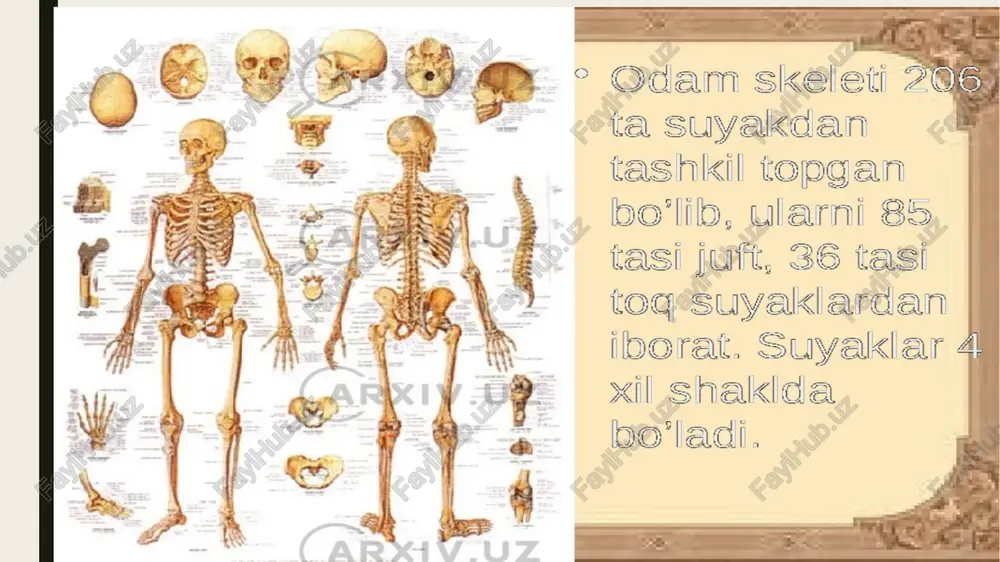qali qon tomirlari va nervlar oʻtadi. suyak-kalsiy va fosfor deposi hisoblanadi. paratgormon va kalsiotonin gormonlari kon plazmasida kalsiy miqdorini va osteoklastlarning soʻrilish faolligini boshkarib turadi. suyak toʻqimasi juda faol regeneratsiya xususiyatiga ega boʻlib, organizmda toʻxtovsiz yangilanib turadi. shu sababdan suyakning mexanik xossalari ham organizmga tushadigan yukka mos ravishda oʻzgarib boradi. odam skeleti suyak tarkibi umr davomida yangilanib turadi (yana qarang suyak sinishi, suyak chiqishi, skelet). odam skeleti 200 dan ortiq alohida-alohida suyaklardan iborat. skelet quyidagi bo‘laklaiga ajratilgan tana suyaklari (umurtqalar, qovurg‘alar va to‘sh suyagi), kalla suyagi (miya va yuz qismlaridan iborat), yelka kamari (kurak va kutubxonasi o'mrov suyaklari), qo'l suyaklari (yelka, bilak va qo'l panja suyaklari), chanoq suyaklari (yonbosh, qov va o‘tiig‘ich suyaklar) va son, boldir hamda oyoq panja suyaklaridan iborat. suyaklar tuzilishi, rivojlanishi va vazifalariga ko‘ra quyidagicha tasniflanadi. 1. naysimon suyaklar: uzun suyaklar — yelka, bilak, son va boldir suyaklari qo‘l va oyoq skeletini tashkil qilib, tayanch vazifasini bajaradi; …