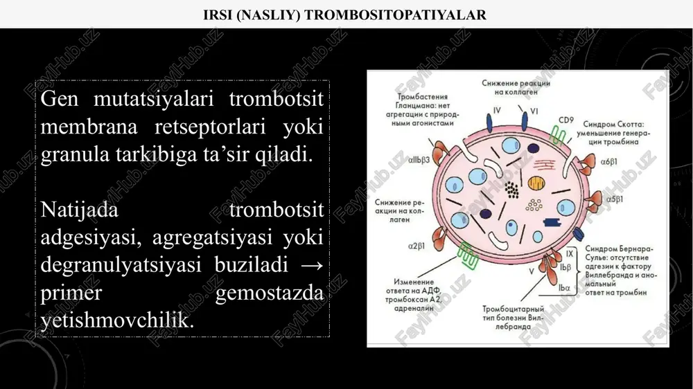 → kichik va soni kam trombositlar myh9 sindromlari: miozin tezligi va shakl uzilishi → megakariotsit bo‘linishi buziladi orttirilgan trombositopeniyalar itp: igg antitanalar gpiib/iiia yoki gpib kompleksi bilan bog‘lanadi → makrofaglar splenik fagotsitoz → periferik tsetlar pasayadi hit: heparin–pf4 kompleksi neoantigen hosil qiladi → igg retseptorlari (fcγriia) orqali trombotsit aktivatsiyasi va tromboz, keyin soni pasayishi ttp/hus: adamts13 yoki komplement regulyatsiyasi buzilishi → ultramikrothromblar → trombosit iste’moli va gemoliz dic: koagulyatsiya kaskadi diffuz aktivatsiyasi → fibrin to‘r paydo bo‘lib, trombotsit opelevanadi davolash va monitoring receptor defektlari: trombotsit transfuziyasi → funktsional retseptor bilan almashtirish granula defektlari: desmopressin → vwf chiqarishni stimulyatsiya, antifibrinolitiklar → qan ketishni bloklash autoimmun/hit: ivig/rituximab yoki heparin almashtirish → antitanalar pasayadi ttp/hus/dic: plazmaferrez/eculizumab → patologik mediatorlarni olib tashlash 1. hoffbrand a. v., higgs d. r., keeling d. m., mehta a. b "essential haematology", 7th ed. wiley-blackwell, 2016. (trombosit kasalliklarining asosiy fiziologiyasi va mexanizmlari) 2. mckenzie s. b., williams j. l. …