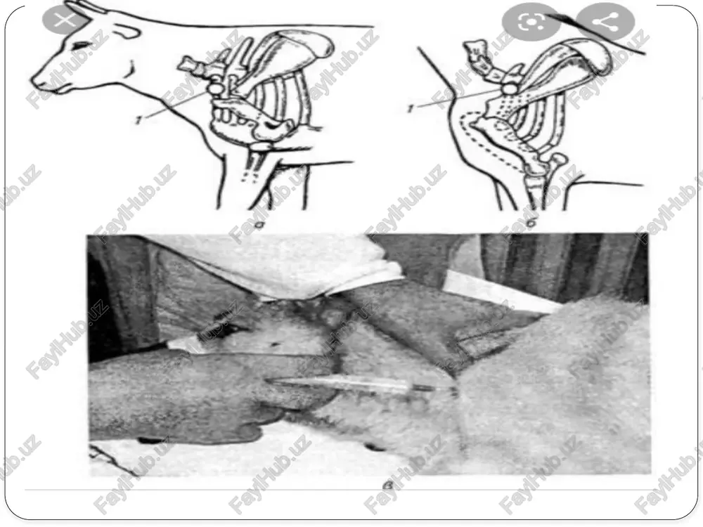 veterinariya kitoblari - Page 2