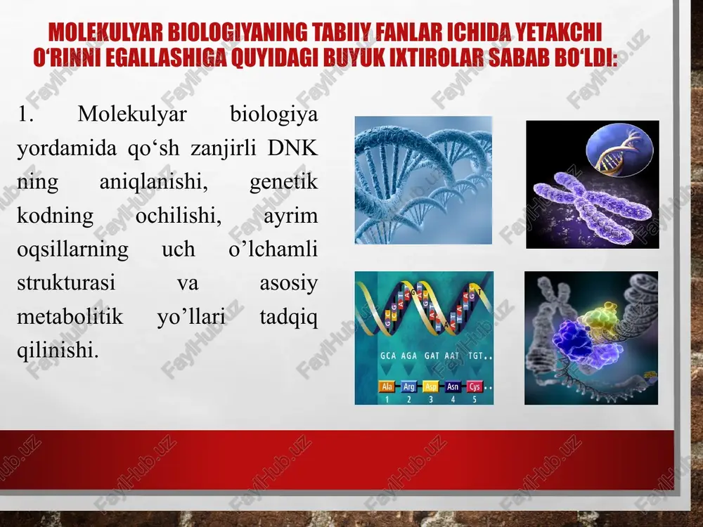 osil qila olmaydi. buning uchun oqsil kovalent modifikatsiyasini (buralishi kerak) hosil qilishi kerak. poliribosoma ishining sxematik tasviri. poliribosomadan ajralib chiqqan polipeptid zanjiri o‘ralib o‘zining tabiiy shaklini olmaguncha (nativ konformatsiyaga ega bo‘lmaguncha) biologik faol bo‘lmaydi. polipeptid zanjiri sintezi davomida yoki sintez tugashida qandaydir momentda oqsil uning aminokislotalar tarkibi belgilaydigan nativ konformasiyani oladi, ya’ni matritsa rnk dagi bir o‘lchamli genetik informatsiya yangi sintezlangan polipeptidning spetsifik uch o‘lchamli strukturasiga aylanadi. ammo polipeptid zanjiri oqsilning o‘ziga xos biologik faol konformatsiyasini olish uchun avval protsessing, ya’ni transkripsiyadan keyingi modifikatsiya davrini o‘tishi kerak. bu modifikatsiyalar turli oqsillarda turlicha o‘tadi va polipeptid zanjirining turli qismiga tegishli bo‘lishi mumkin oqsil sintezi bir qator antibiotiklar tomonidan ingibirlanadi. ma’lumki, antibiogiklar mikroorganizmlarning ayrim turlari ishlab chiqaradigan biologik faol moddalar bo‘lib, boshqa organizmlarga kuchli zaxarli ta’sir ko‘rsatadilar. ularni mikroorganizmlar o‘zini himoya kilish uchun boshqa organizmlarga qarshi qaratilgan kimiyaviy quroli deb qarash mumkin. antibiotiklarning toksin ta’siri ularning hujayrada kechadigan hayotiy jarayonlarni elektronlar transporti, …