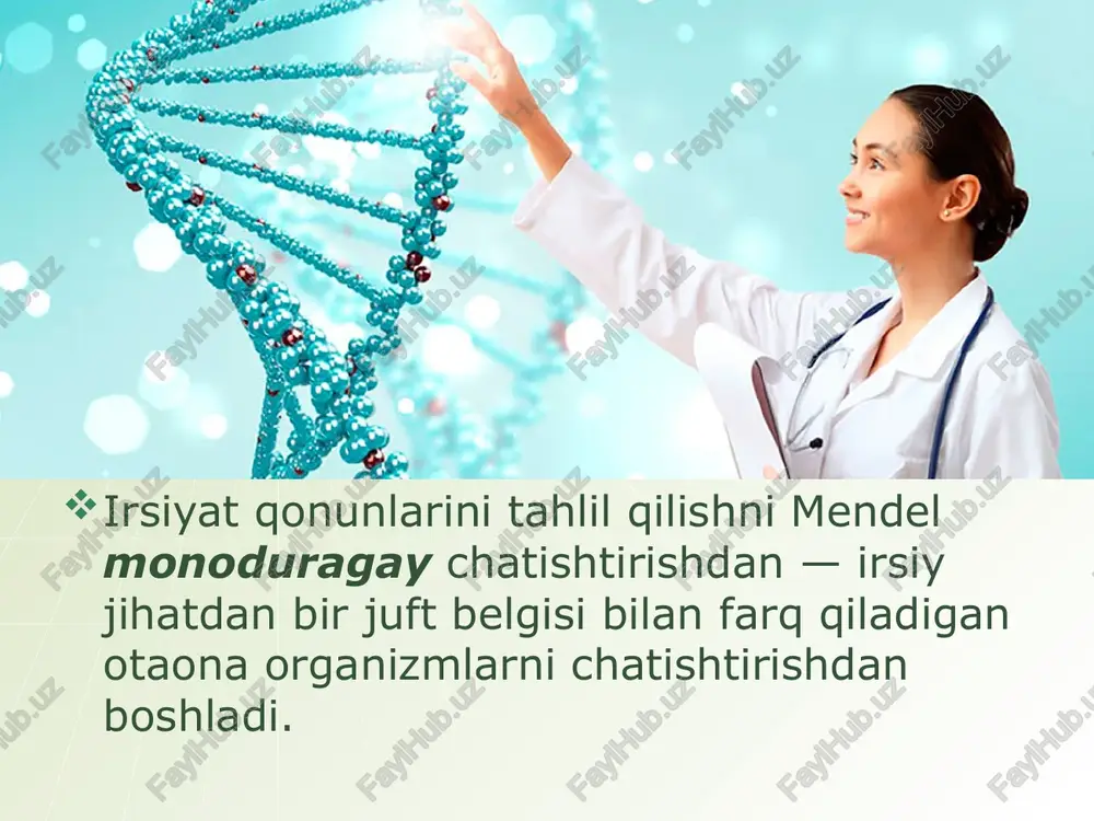 uragaylar ota­ona organizmlarning bitta belgisiga ega bo‘lib, barchasi fenotip va genotip jihatdan bir xil bo‘ladi. no‘xat o‘simligining doni rangi (sariq va yashil) va donining shakli (silliq va burishgan) bo‘lgan navlarni o‘zaro chatishtirib, f1 bo‘g‘inda olingan natijalarni ko‘ramiz. chala dominantlik. birinchi avlod duragaylari bir xil bo‘ladi degan qonun yuqorida ko‘rib chiqilgan misollarda shu bilan ifodalanadiki, duragaylarning hammasi sirtdan ona yoki otaga o‘xshash, ya’ni do mi nantlik namoyon bo‘lganda amalga oshadi. bu hamisha ham ku za tilavermaydi. geterozigota formalarda belgilar ko‘pincha oraliq xarakterga ega bo‘ladi, ya’ni dominantlik chala bo‘lishi mumkin. quyida namozshomgul o‘simligi ikki irsiy formasini chatishtirish natijalari ko‘rsatilgan. ulardan birining gullari qizil, ikkinchisiniki — oq. birinchi avlod duragaylarining hammasi pushti gulli, ya’ni oraliq xarakterda bo‘ladi. chala dominantlik keng tarqalgan hodisadir. chala dominantlik, ya’ni oraliq irsiylanish qulupnay mevasining rangi, qushlar patining tuzilishi, andaluz tovuq patining rangi, odamdagi biokimyoviy belgilarda va boshqalarda kuzatiladi. image2.png image4.png image1.png image5.jpeg image6.gif image7.jpeg image8.png image9.jpeg image10.jpeg image11.jpeg …