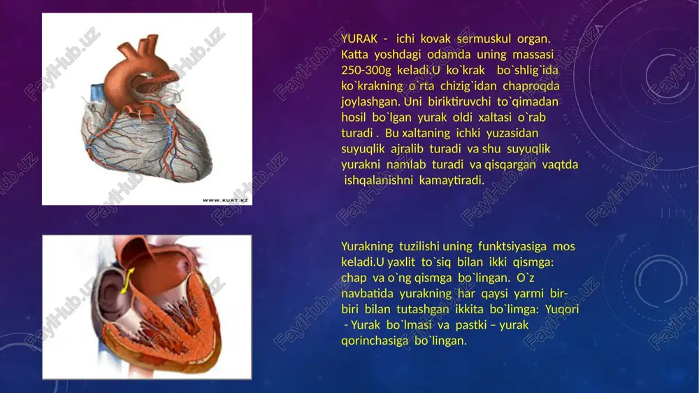 ordamida yurak devorlariga birikkan. bular tavaqali klapanlar deyiladi.yurak bo`lmalari qisqarganda klapanlar tavaqasi qorinchalar ichiga osilib turadi. shuning uchun qon bo`lmalardan qorinchalarga bemalol o`tadi.qorinchalar qisqarganda esa klapanlar tavaqasi yuqoriga ko`tarilib yopilib qoladi. arteriya – yurakdan tanaga qonni olib ketuvchi qon tomirlaridir. ularning devori qalin va egiluvchan bo`lib tarkibiga silliq muskullar ham kiradi.yurak qisqarganda qonni arteriyalarga katta bosim bilan haydaladi. arteriyalarning devori qalin va egiluvchan bo`lganligi sababli bunday bosimga chidaydi va cho`ziladi. yirik arteriyalar yurakdan uzoqlashgani sari tarmoqlanib ketadi. eng mayda arteriyalar juda ingichka kapillyarlarga ajraladi. ularning devori bir qavatli yassi hujayralardan tuzilgan bo`ladi. kichik qon aylanish doirasi : yurakning o`ng yarmiga tarkibida kislorod kam bo`lgan venoz qon oqib kelib quyiladi.o`ng qorincha qisqarib, qonni o`pka arteriyasiga haydaydi. o`pka arteriyasi ikki tarmoqqa bo`lingan bo`lib, qon shu tarmoqlar bo`ylab o`pkalarga tomon yo`naladi tanadagi qon venalar - qon yurakka tomon harakatlanadigan tomirlarga yig`iladi. venalarda bosim unchalik katta bo`lmaydi, ularning devori arteriyalarning devoridan yupqa bo`ladi. organizmda …
