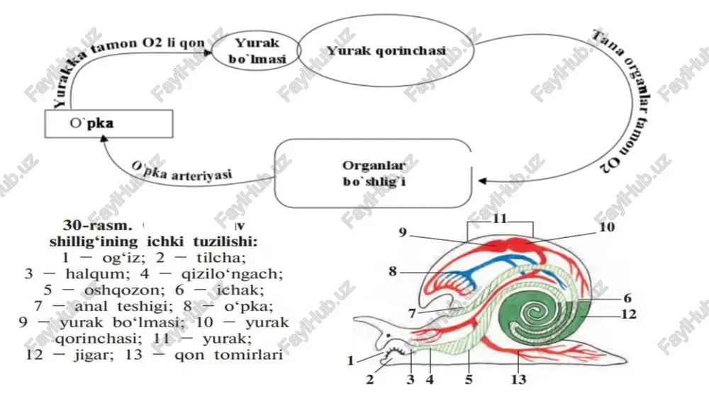 orga qon tomiri - Page 2