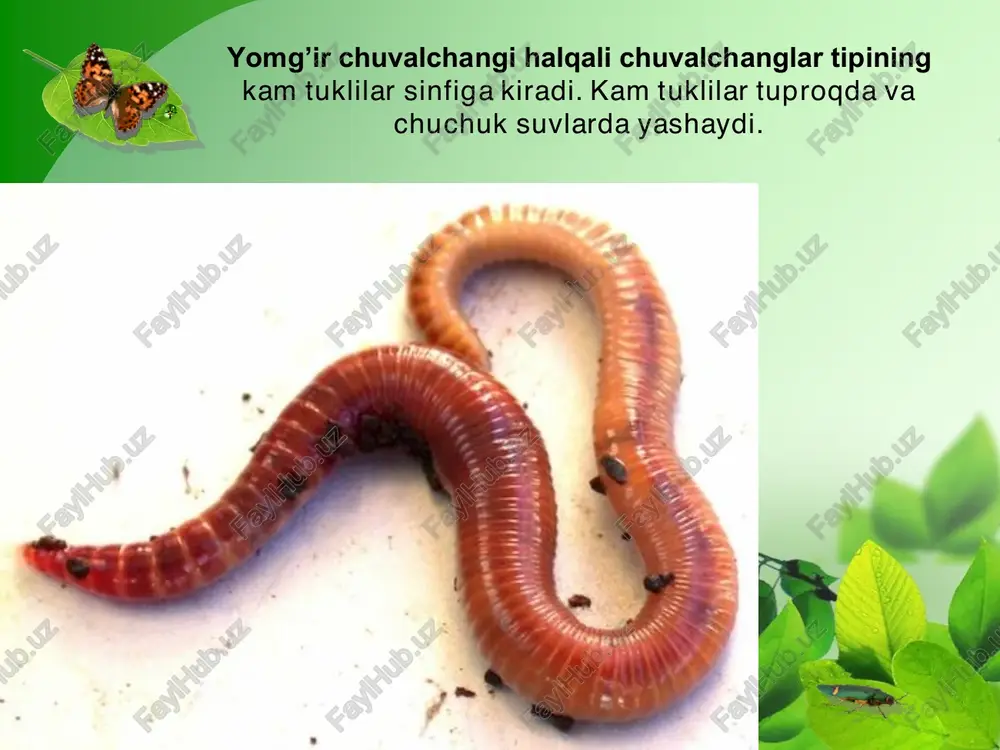 ng uchlari orqali yorug’lik, harorat, kimyoviy va mexanik ta’sirlarni yaxshi sezadi. • yomg’ir chuvalchangi refleksi ancha murakkab va xilma- xil bo’ladi. tanasining qaysi qismiga ta’sir qilinsa, o’sha tomoni ta’sirlanib har xil harakat qiladi. reflekslar yordamida chuvalchang o’z ozig’ini qidirib topadi, dushmanlaridan saqlanadi, kuchli yorug’lik va issiqlikdan yashirinadi. nafas olishi. • nafas olishi. yomg’ir chuvalchangi terisi orqali nafas oladi. kislorod teri orqali kapillarlardagi qonga o’tib, hamma organlarga tarqaladi. moddalar almashinuvi natijasida hosil bo’lgan karbonat angidrid ham teri orqali chiqib ketadi. chuvalchang terisi shilimshiq modda bilan namlanib turadi. nam teri kislorodni yaxshi o’tkazadi. yomg’ir chuvalchangining ayirish sistemasi: • 1 - ayirish naychalari; • 2 - naychalarning tana bo’shlig’iga ochiladigan uchi; • 3 - naychalarning teri sirtiga ochiladigan uchi. qorinoyoqli molyuskalar sinfi • yashash muhiti va tashqi tuzilishi. chuchuk suv shillig’i hovuz va ko’llarda, daryolarning tinch oqadigan sayoz joylarida hayot kechiradi. tanasi spiral o’ralgan chig’anoq ichida joylashgan. chig’anoq o’ramlari ingichkalashib, o’tkir uchni hosil …