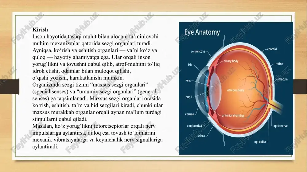 or va nerv tizimi: retina — fotoretseptorlar (konuslar va tyarliklar) mavjud, ular yorug‘likni nerv impulslariga aylantiradi. retinadan chiqadigan nerv optik nerv orqali miyaga boradi. ko‘z mushaklari va nervlari: ko‘zni aylantiruvchi tashqi mushaklar va ichki mushaklar hamda ularni boshqaruvchi nervlar mavjud. bu qismlar birgalikda ishlash orqali biz yorug‘likni idrok etamiz, rasmlar hosil qilamiz va atrofimizni ko‘ra olamiz. ishlash prinsipi ko‘zning ishlash mexanizmi qisqacha quyidagicha: yorug‘lik manbai (masalan, quyosh, lampalar) — yorug‘lik to‘lqinlari — ko‘zga kiradi, kornea va linza orqali fokuslanadi. fokuslangan yorug‘lik retinaga tushadi; retinada fotoretseptorlar yorug‘lik signallarini nerv impulslariga aylantiradi. bu nerv impulslari optik nerv orqali miyaga yetkaziladi, miyada biz tasvirni anglaymiz. ko‘zning moslashuvi (linzaning shaklini o‘zgartirish, qorachiqning kengayishi‑torayishi) orqali turli masofalar uchun ko‘rish amalga oshiriladi. shunday qilib, ko‘z — yorug‘likni qabul qilib, uni nerv signaliga aylantirish va miyada “ko‘rish” tajribasini yaratish uchun maxsus organ. anatomik jiho­atlari esa bu jarayonni amalga oshirishga xizmat qiladi. ko‘z kasalliklari va muammolar ko‘zning sog‘lom …