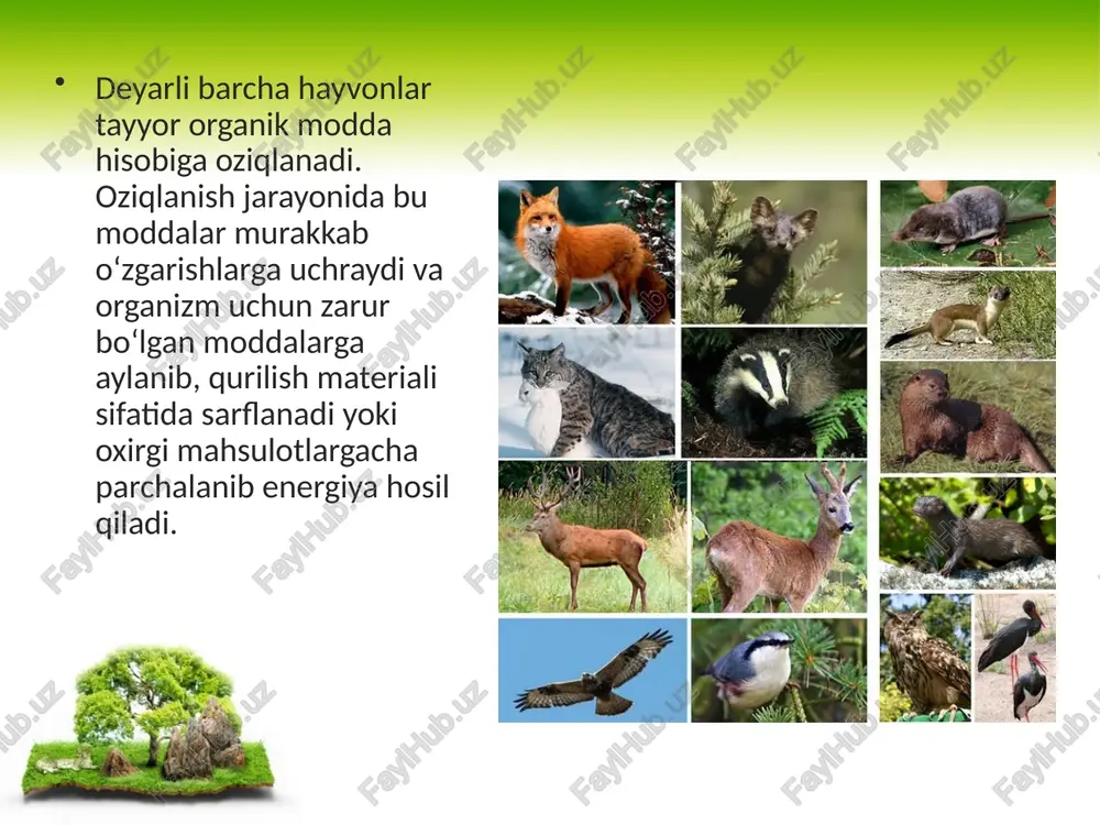 bo‘g‘imoyoqlilarda jag‘lar faoliyati kuchayib, ular yordamida oziq maydalanadi. bezlarning faoliyati ham kuchayadi. masalan, o‘rgimchaklarda zahar bezi ovqat hazm qilishda ham ishtirok etadi. bir juft so‘lak bezlarining yo‘li esa og‘iz bo‘shlig‘iga ochiladi. boshskeletsizlarda ovqat hazm qilish sistemasi to‘g‘ri, qismlarga ajralmagan nay shaklidagi ichakdan iborat. ichak halqumdan boshlanib anal teshigigacha davom etadi. ichakning oldingi qismidan jigar o‘simtasi hosil bo‘ladi. baliqlardan boshlab hazm sistemasi ancha rivojlangan. jag‘larda bir xilda tuzilgan tishlar joylashgan. bu tishlar faqat oziqni ushlab turish vazifasini bajaradi. hazm nayi qismlarga ajralgan. hazm qilish sistemasi og‘iz, halqum, qizilo‘ngach, oshqozon, ingichka ichak, yo‘g‘on ichak va anal teshigi bilan tugaydi. suvda hamda quruqlikda yashovchilarning og‘iz bo‘shlig‘ida tishlar va so‘lak bezlari yaxshi rivojlangan. so‘lak ovqatni ho‘llaydi, lekin kimyoviy ta’sir ko‘rsatmaydi. ichagi baliqlarnikiga nisbatan uzun va hazm bezlari ham yaxshi rivojlangan. sutemizuvchilarda oziqning xilma-xilligi tufayli hazm sistemasida moslanishlar paydo bo‘lgan. og‘iz bo‘shlig‘i burmali lablar bilan o‘ralgan. bu moslanish bolasini sut bilan boqish hisobiga hosil bo‘lgan. …