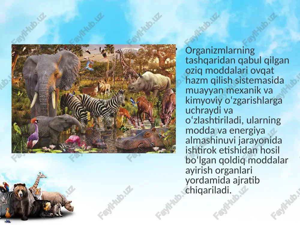 bez va ularning naychalaridan iborat. bezlarning pufaksimon kengaygan uchi tana bo‘shlig‘ida joylashadi. o‘rgimchaksimonlar ayirish sistemasi bir juft shoxlangan malpigi naychalaridan iborat. malpigi naychalari ichak bo‘shlig‘iga ochiladi. ayirish mahsulotlari kristall holda orqa ichak orqali tashqariga chiqariladi. bu o‘rgimchaklarda suvni tejab sarflashiga yordam beradi. umurtqali hayvonlarda ayiriladigan moddalar buyraklardan tashqari, teri va o‘pkalar orqali ham chiqariladi. buyraklar asosiy ayirish a’zosi bo‘lib, filogenezda uchta bosqichni o‘taydi. birinchi bosqichda boshlang‘ich buyrak – baliq va suvda hamda quruqlikda yashovchilarning lichinkasida bo‘ladi. ikkinchi bosqichda – birlamchi buyrak yoki tana buyragi voyaga yetgan baliq va baqalarda uchraydi. uchinchi bosqich – haqiqiy buyrak sudralib yuruvchilar, qushlar va sutemizuvchilarda uchraydi baliqlarda ayirish bir juft tasmasimon buyraklardan iborat bo‘lib, umurtqa pog‘onasining yon tomonida joylashgan. mazkur buyraklarning old qismi faqat embrional davrda ahamiyatga ega bo‘lib, yetuk baliqda rudimentga aylangan. boshlang‘ich buyrak sodda tuzilgan, kalta kanalchalardan iborat va qon aylanish sistemasi bilan bog‘lanmagan. ayirish mahsulotlari tana bo‘shlig‘iga va u yerdan tashqariga chiqariladi. …