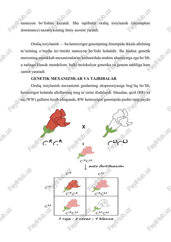 irsiylanishning klassik genetik ko‘rinishidir va u seleksiya, genetik maslahat va molekulyar tadqiqotlarda asos sifatida ishlatiladi. molekulyar darajada bu hodisa allellarning transkripsiya va gen ekspressiyasi darajasidagi farqlar bilan bog‘liq. masalan, pigment ishlab chiqaruvchi genlarda heterozigotlarda protein miqdori yoki faolligi dominant allelga nisbatan o‘rtacha bo‘lishi mumkin. shu orqali heterozigot fenotipning o‘rtacha rang yoki xususiyat ko‘rinishi paydo bo‘ladi. ilmiy va amaliy ahamiyati oraliq irsiylanish qishloq xo‘jaligi, seleksiya, tibbiyot va inson genetikasi sohasida katta ahamiyatga ega. qishloq xo‘jaligida selektorlar oraliq irsiylanishni hisobga olib, hosilni oshirish, o‘simlik va hayvonlarning sifatini yaxshilashga erishadilar. masalan, rangli gullar yoki mevalarda fenotipik o‘rtacha xususiyatlarni yaratish orqali mahsulotning estetik va bozor qiymati oshiriladi. tibbiyotda oraliq irsiylanish heterozigotlar va irsiy kasalliklarning fenotipik namoyon bo‘lishini tushunishga yordam beradi. masalan, ba’zi hemoglobin turlari (sickle-cell anemiya) heterozigot holatda normal fenotipga ega bo‘lsa, homozigotlarda kasallik rivojlanadi. shu bilan birga, oraliq irsiylanish kognitiv va fiziologik belgilarni tadqiq qilishda ham muhimdir. murakkab organizmlarda, jumladan inson, chorva va …