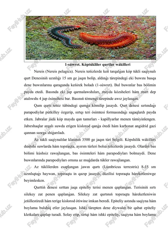úbindegi qumǵa kómilip jasaydı. qurt denesi sırtındaǵı parapodiylar pútkilley ózgerip, sırtqı teri ósimtesi formasındaǵı sagaqlardı payda etken. jabralar júdá kóp mayda qan tamırları - kapillyarlar menen támiyinlengen. jabırshaqlar arqalı suwda erigen kislorod qanǵa ótedi hám karbonat angidrid gazi qannan suwga shiǵarıladı. az túkli saqiynalılar klasınıń 3500 ge jaqın túri belgili. kópshilik wákilleri dushshi suwlarda hám topıraqta, ayırım túrleri bolsa teńizlerde jasaydı. olardıń bas bólimi kúshsiz rawajlangan, bas ósimteleri hám parapodiyları bolmaydi. dene buwınlarında parapodiyları ornına az muģdarda túkler rawajlangan. az túklilerden esaplangan jawın qurtı (lumbricus terrestris) 8-15 sm uzınlıqtaǵı haywan, topıraqta in qazıp jasaydı, dúzilisi topıraqta háreketleniwge beyimlesken. qurttiń denesi sırttan juqa epiteliy terisi menen qaplangan. terisiniń sırtı silekey zat penen qaplanǵan. silekey zat qurtınıń topıraqta háreketleniwin jeńillestiredi hám terige kislorod ótiwine imkan beredi. epiteliy astında saqiyna hám boylama bulshiq etler jaylasqan. ishki tárepten dene diywalın bir qabat epiteliy kletkaları qaplap turadi. solay etip, sirtqi hám ishki epiteliy, saqiyna hám …