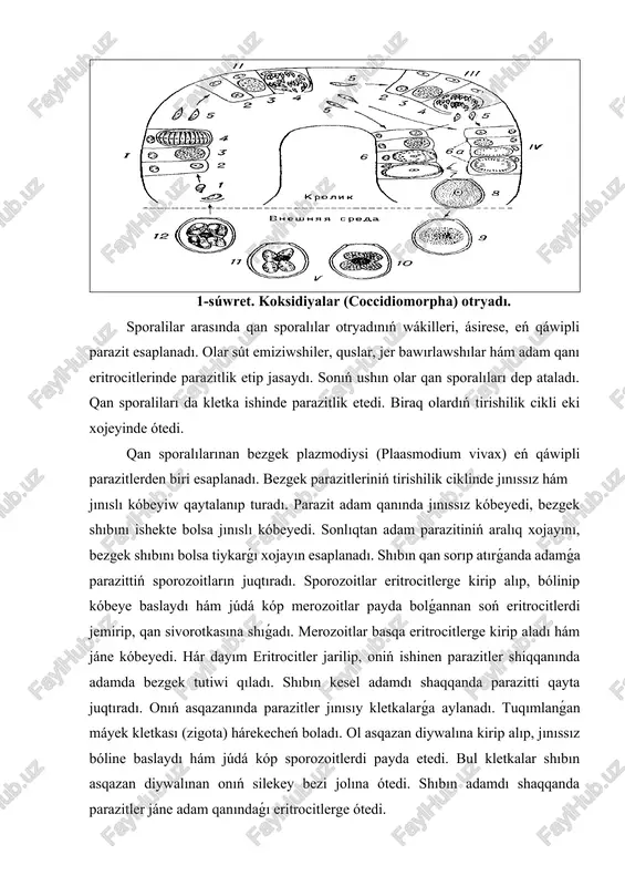 azit adam qanında jınıssız kóbeyedi, bezgek shıbını ishekte bolsa jınıslı kóbeyedi. sonlıqtan adam parazitiniń aralıq xojayını, bezgek shıbını bolsa tiykarǵı xojayın esaplanadı. shıbın qan sorıp atırǵanda adamǵa parazittiń sporozoitların juqtıradı. sporozoitlar eritrocitlerge kirip alıp, bólinip kóbeye baslaydı hám júdá kóp merozoitlar payda bolǵannan soń eritrocitlerdi jemirip, qan sivorotkasına shıǵadı. merozoitlar basqa eritrocitlerge kirip aladı hám jáne kóbeyedi. hár dayım eritrocitler jarilip, oniń ishinen parazitler shiqqanında adamda bezgek tutiwi qıladı. shıbın kesel adamdı shaqqanda parazitti qayta juqtıradı. onıń asqazanında parazitler jınısıy kletkalarǵa aylanadı. tuqımlanǵan máyek kletkası (zigota) hárekecheń boladı. ol asqazan diywalına kirip alıp, jınıssız bóline baslaydı hám júdá kóp sporozoitlerdi payda etedi. bul kletkalar shıbın asqazan diywalınan onıń silekey bezi jolına ótedi. shıbın adamdı shaqqanda parazitler jáne adam qanındaǵı eritrocitlerge ótedi. image1.gif