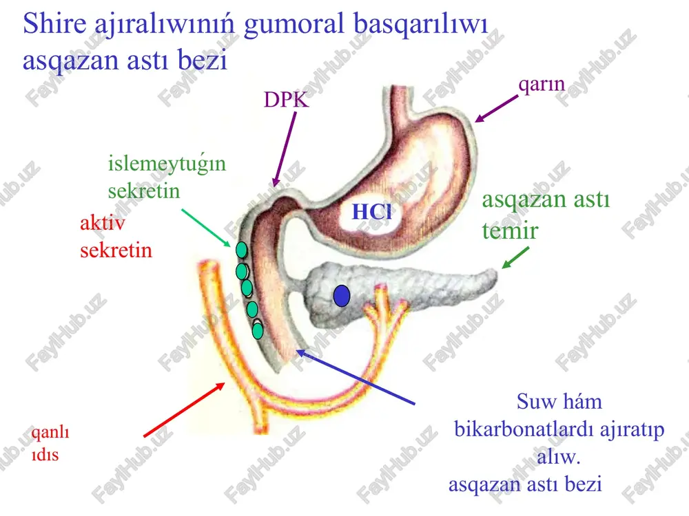 gastrit gormanlar - Page 2