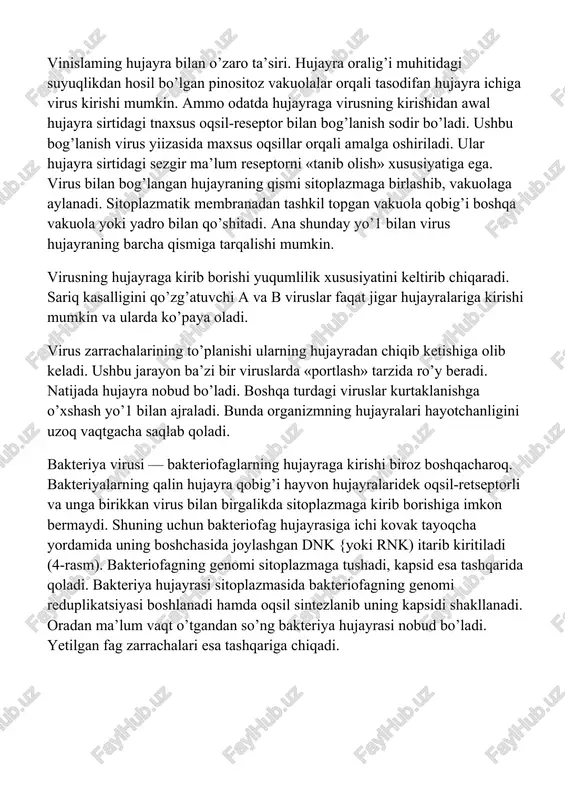 shkil topgan vakuola qobig’i boshqa vakuola yoki yadro bilan qo’shitadi. ana shunday yo’1 bilan virus hujayraning barcha qismiga tarqalishi mumkin. virusning hujayraga kirib borishi yuqumlilik xususiyatini keltirib chiqaradi. sariq kasalligini qo’zg’atuvchi a va b viruslar faqat jigar hujayralariga kirishi mumkin va ularda ko’paya oladi. virus zarrachalarining to’planishi ularning hujayradan chiqib ketishiga olib keladi. ushbu jarayon ba’zi bir viruslarda «portlash» tarzida ro’y beradi. natijada hujayra nobud bo’ladi. boshqa turdagi viruslar kurtaklanishga o’xshash yo’1 bilan ajraladi. bunda organizmning hujayralari hayotchanligini uzoq vaqtgacha saqlab qoladi. bakteriya virusi — bakteriofaglarning hujayraga kirishi biroz boshqacharoq. bakteriyalarning qalin hujayra qobig’i hayvon hujayralaridek oqsil-retseptorli va unga birikkan virus bilan birgalikda sitoplazmaga kirib borishiga imkon bermaydi. shuning uchun bakteriofag hujayrasiga ichi kovak tayoqcha yordamida uning boshchasida joylashgan dnk {yoki rnk) itarib kiritiladi (4-rasm). bakteriofagning genomi sitoplazmaga tushadi, kapsid esa tashqarida qoladi. bakteriya hujayrasi sitoplazmasida bakteriofagning genomi reduplikatsiyasi boshlanadi hamda oqsil sintezlanib uning kapsidi shakllanadi. oradan ma’lum vaqt o’tgandan …
